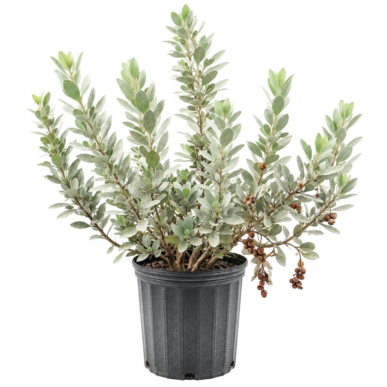 Silver Buttonwood