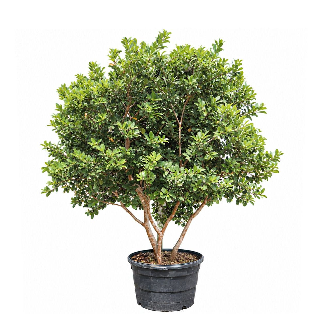 cattley guava