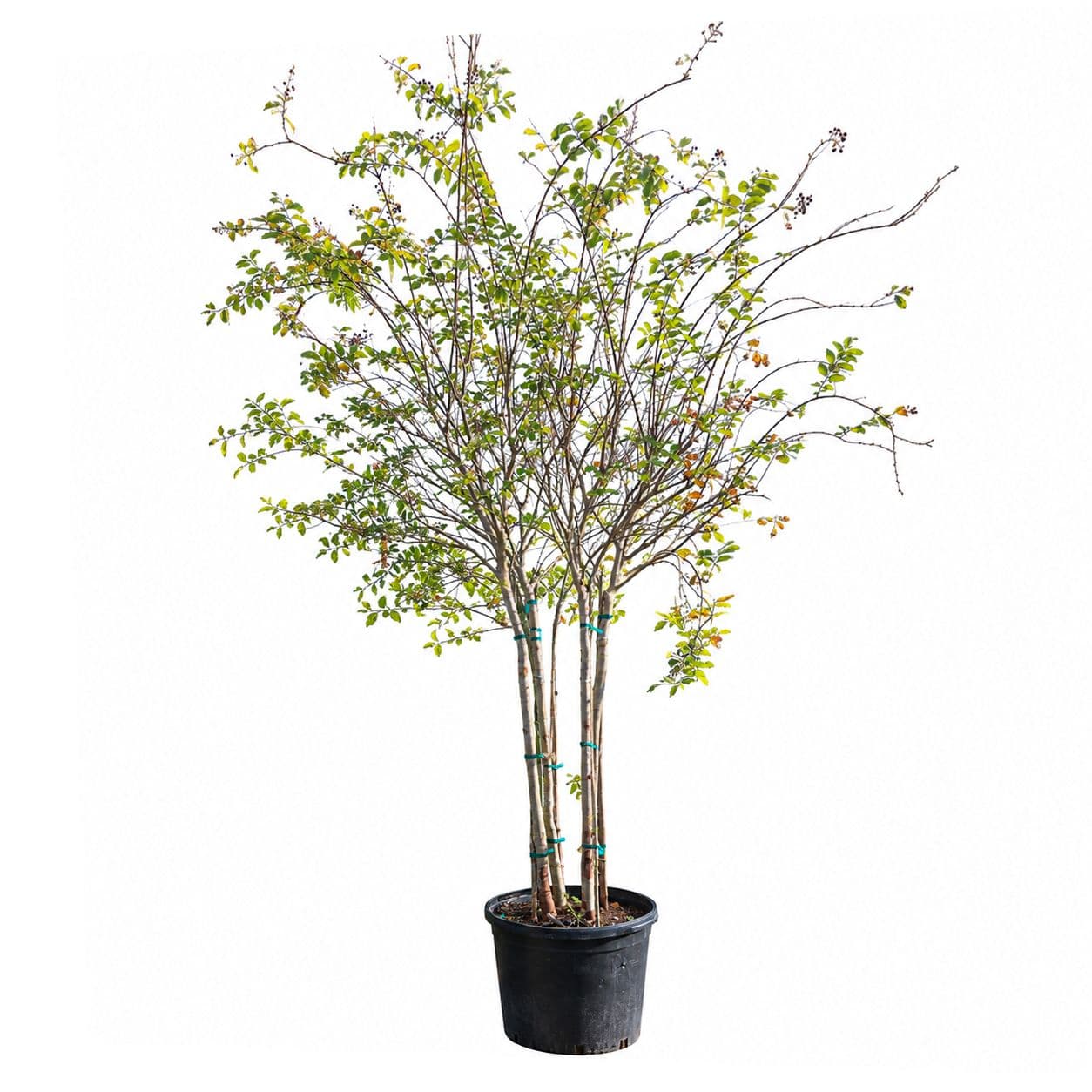 Crape Myrtle