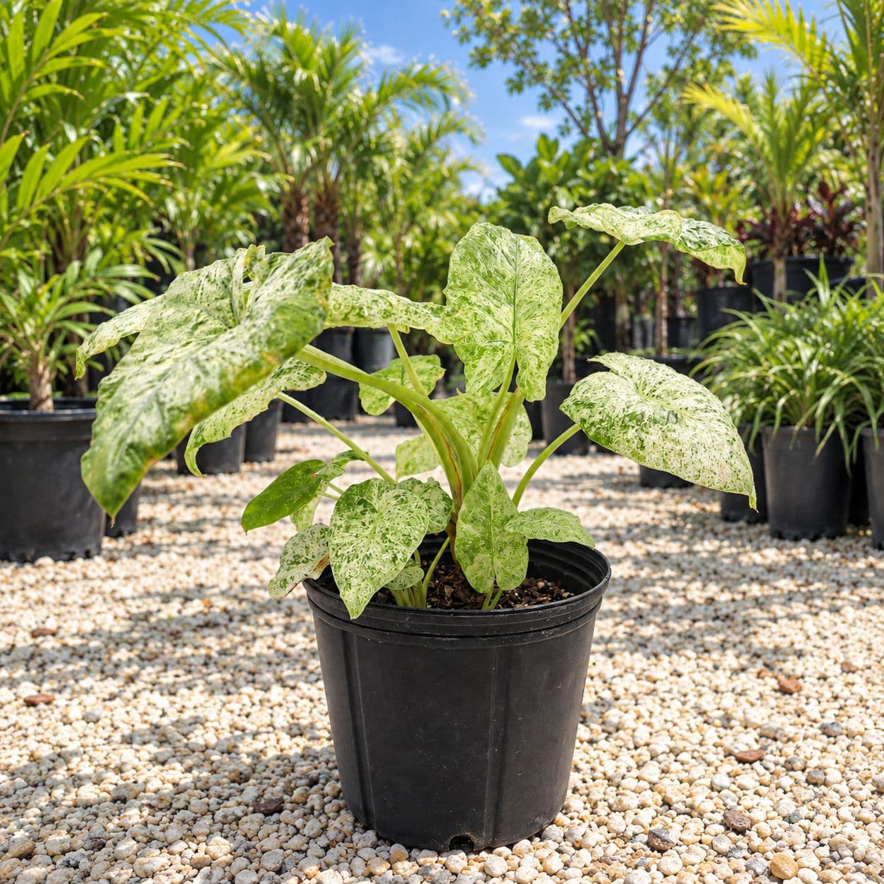 Alocasia Odora Batik 