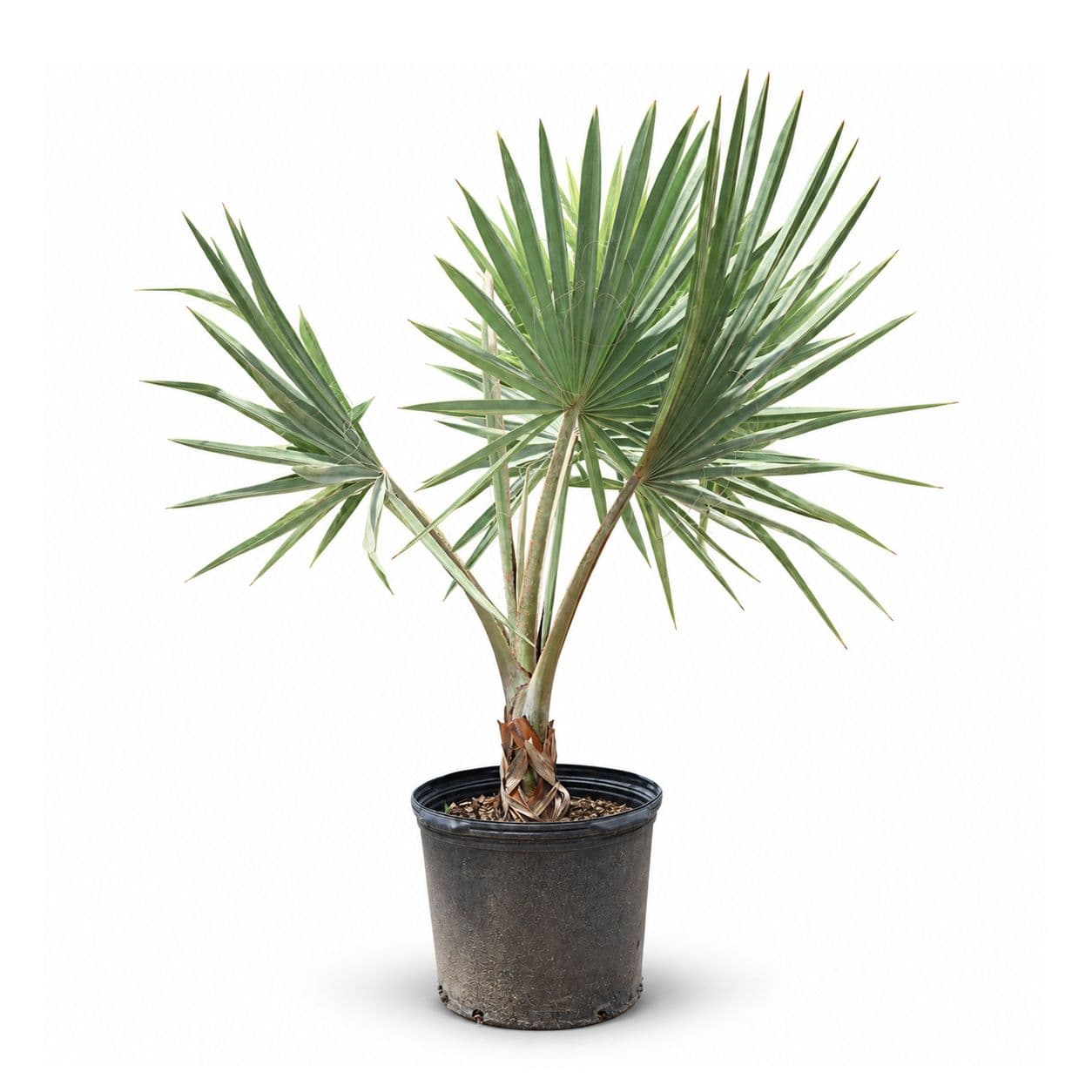 Bismarkia
