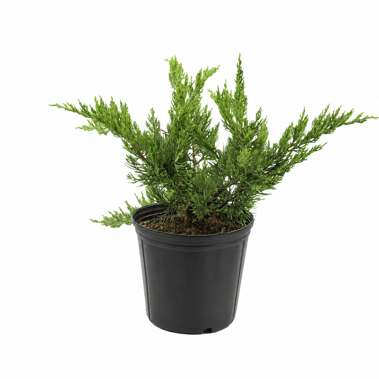Juniper