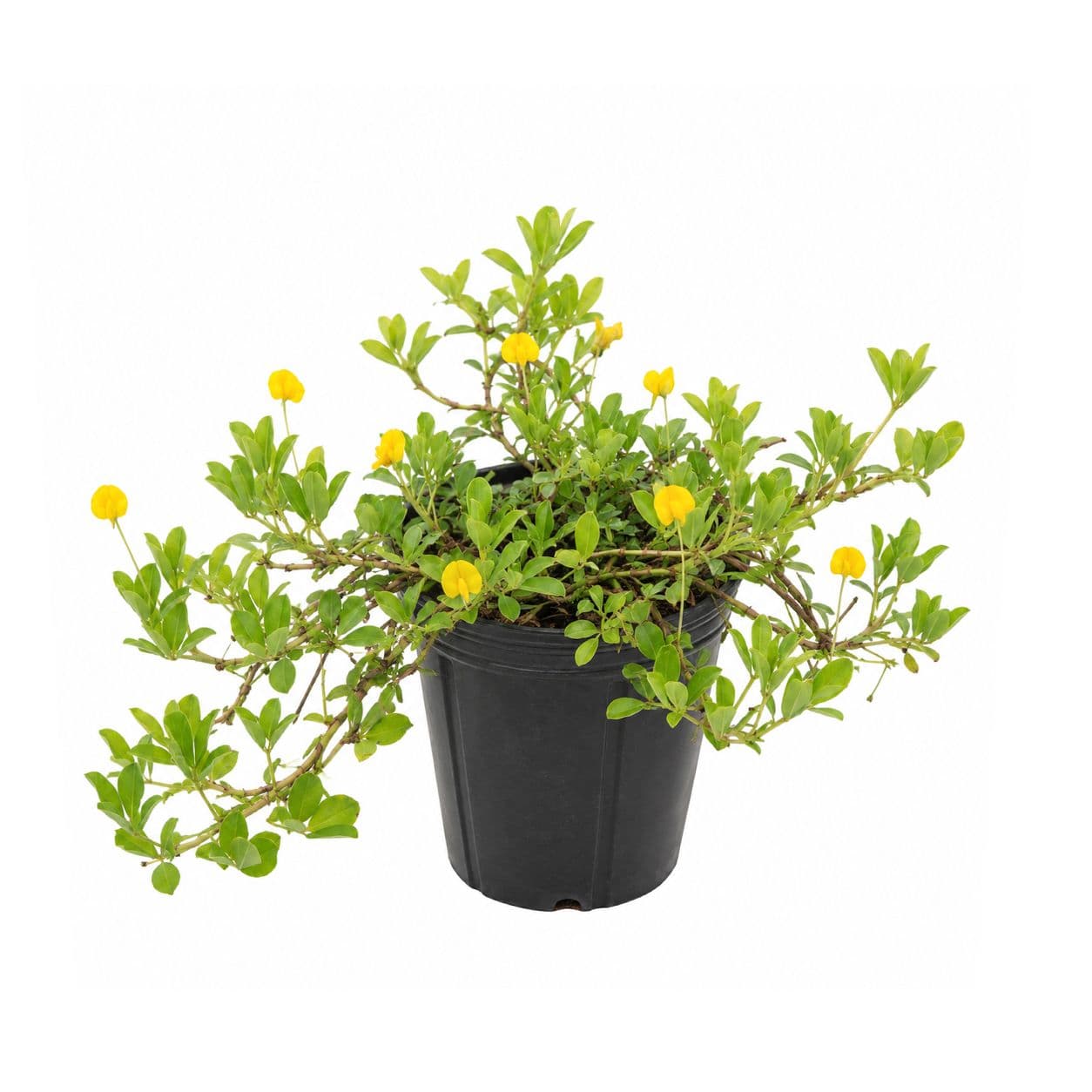 Perennial Peanut