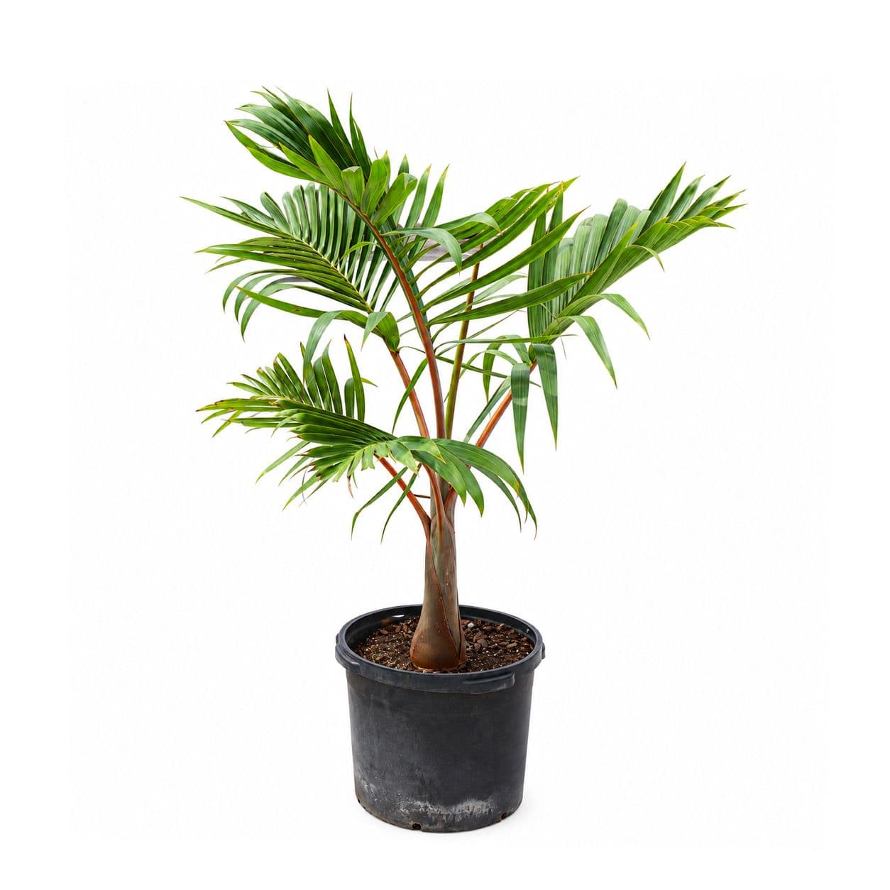 Bottle Palm