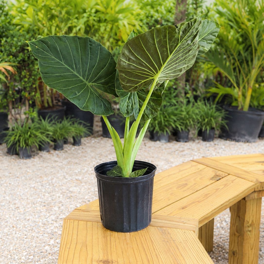 Alocasia Regal Shield