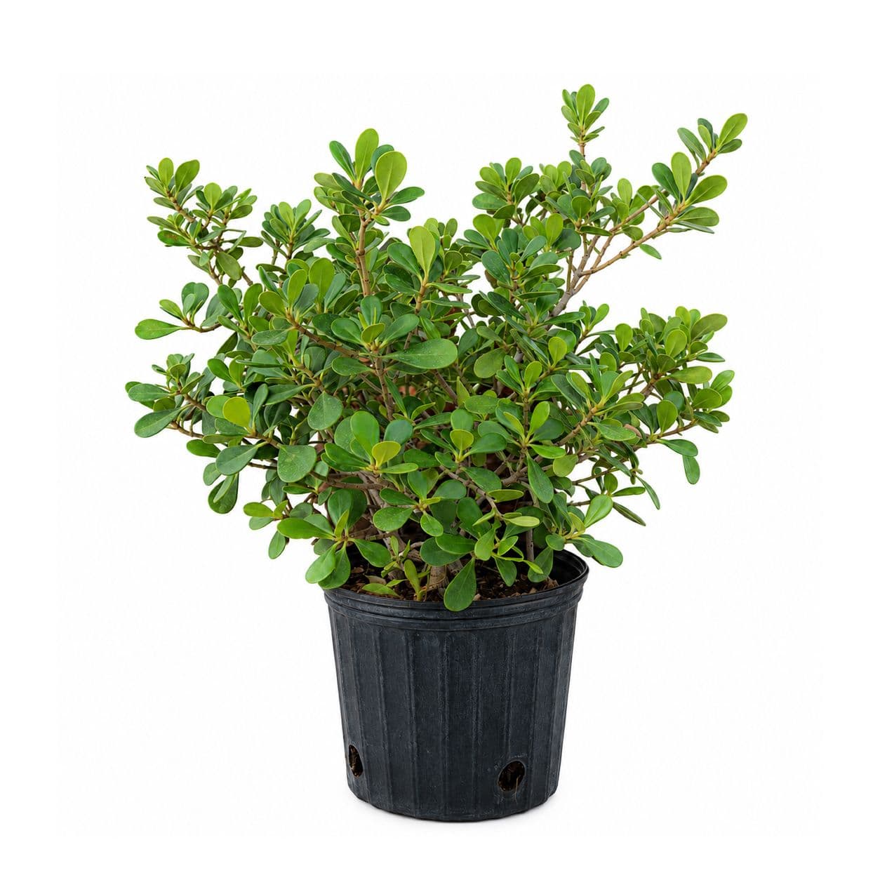 Coco Plum