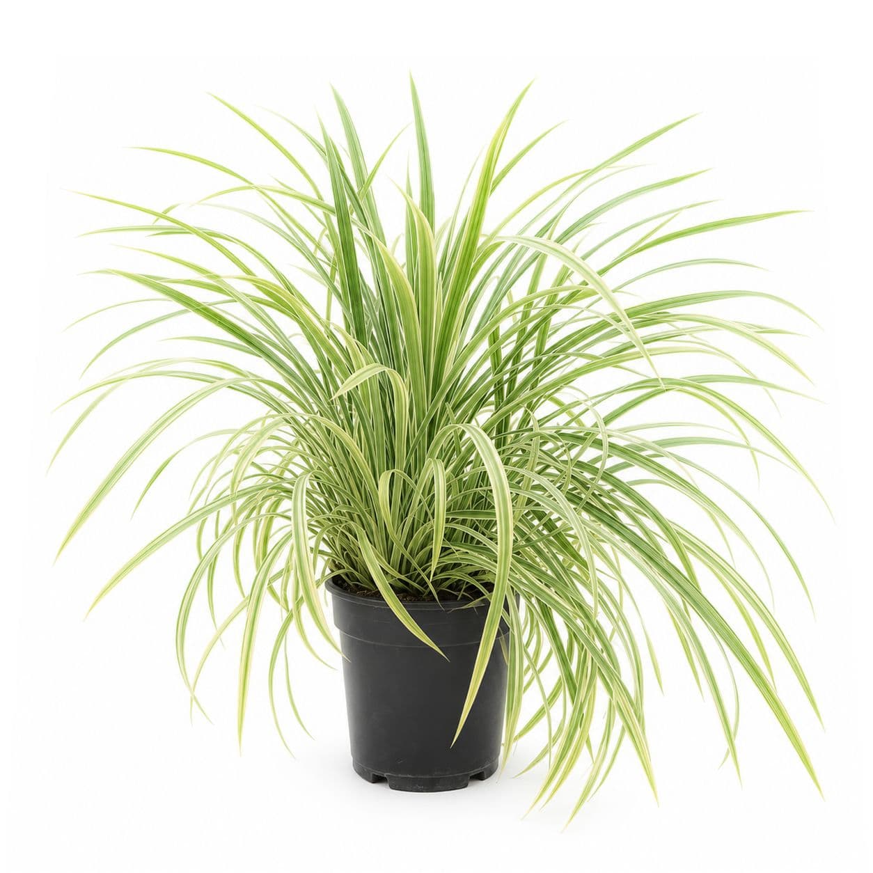 Liriope Variegated
