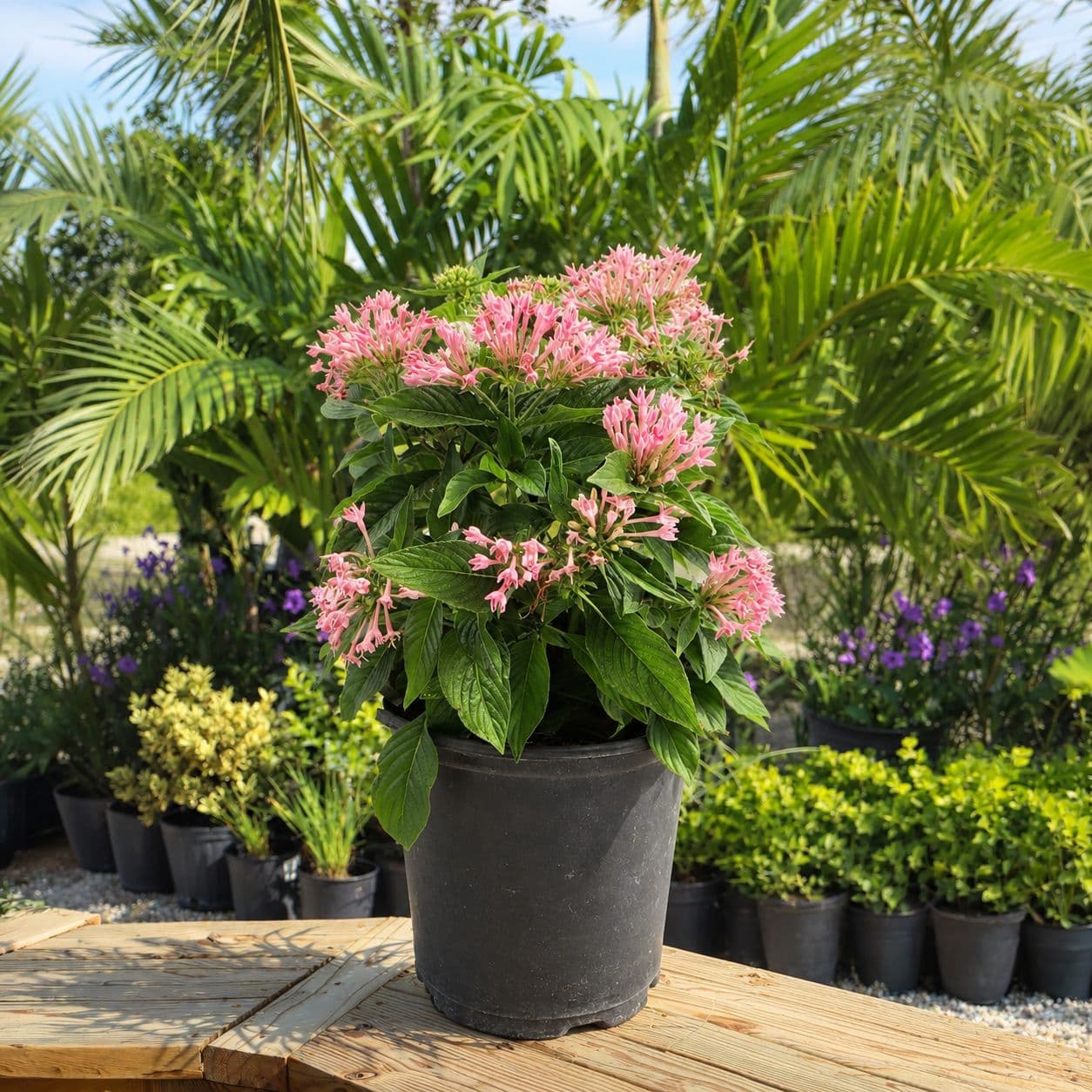 Pentas 