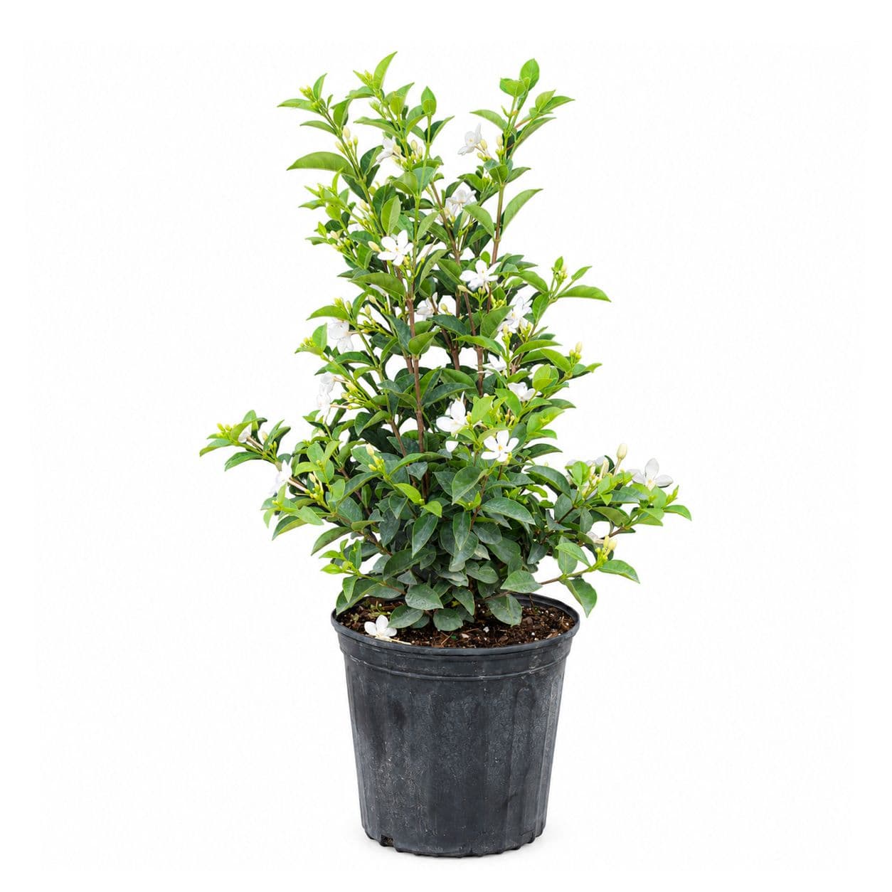 Confederate Jasmine