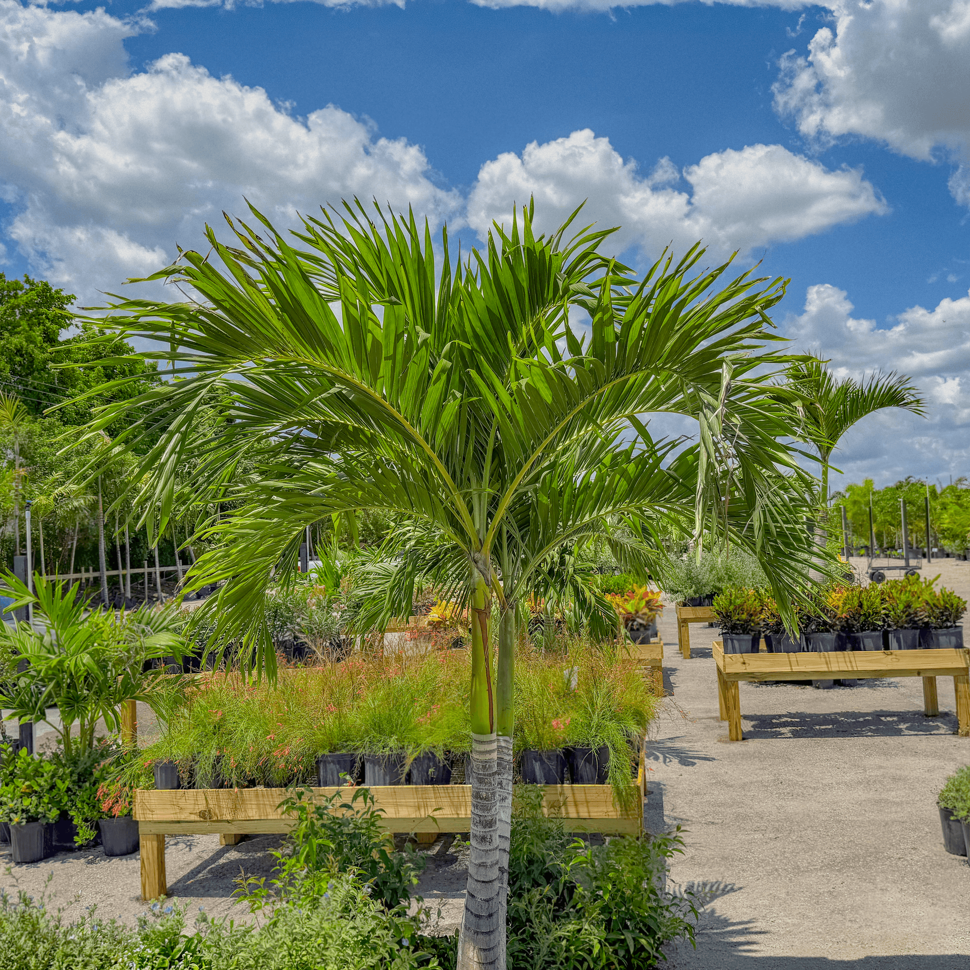 Adonidia Palm 3 