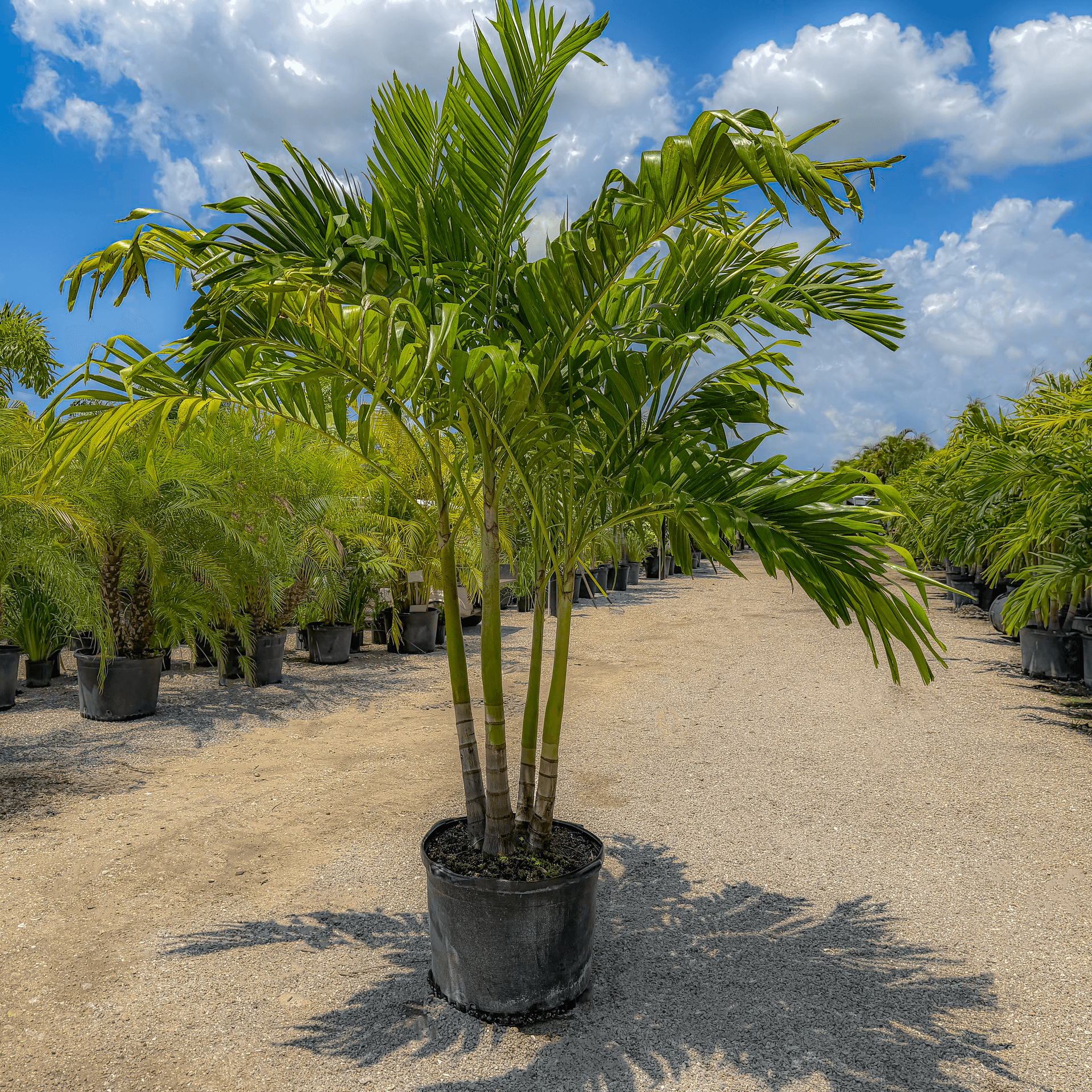 Adonia Palm 