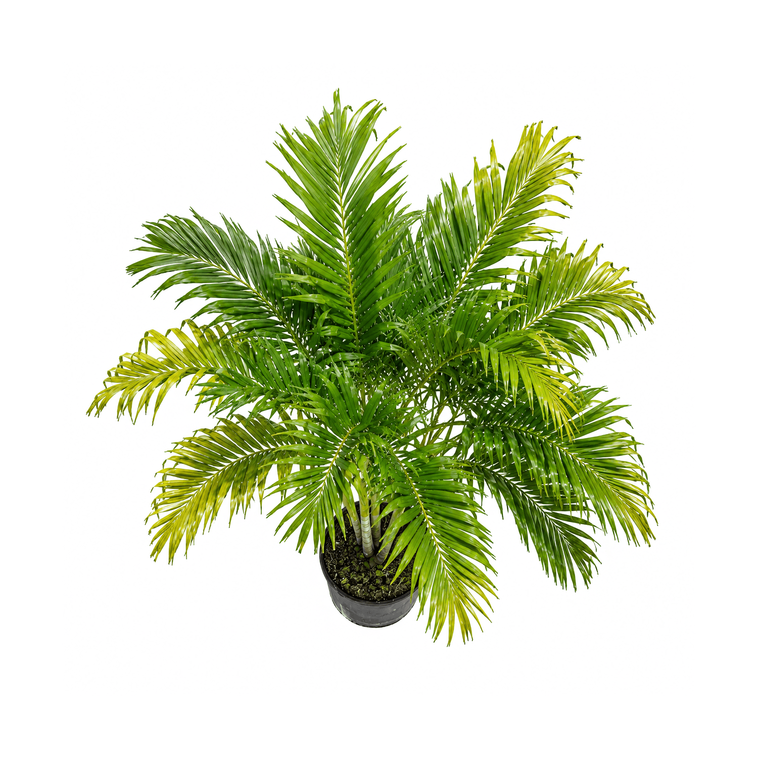 Adonidia Palm