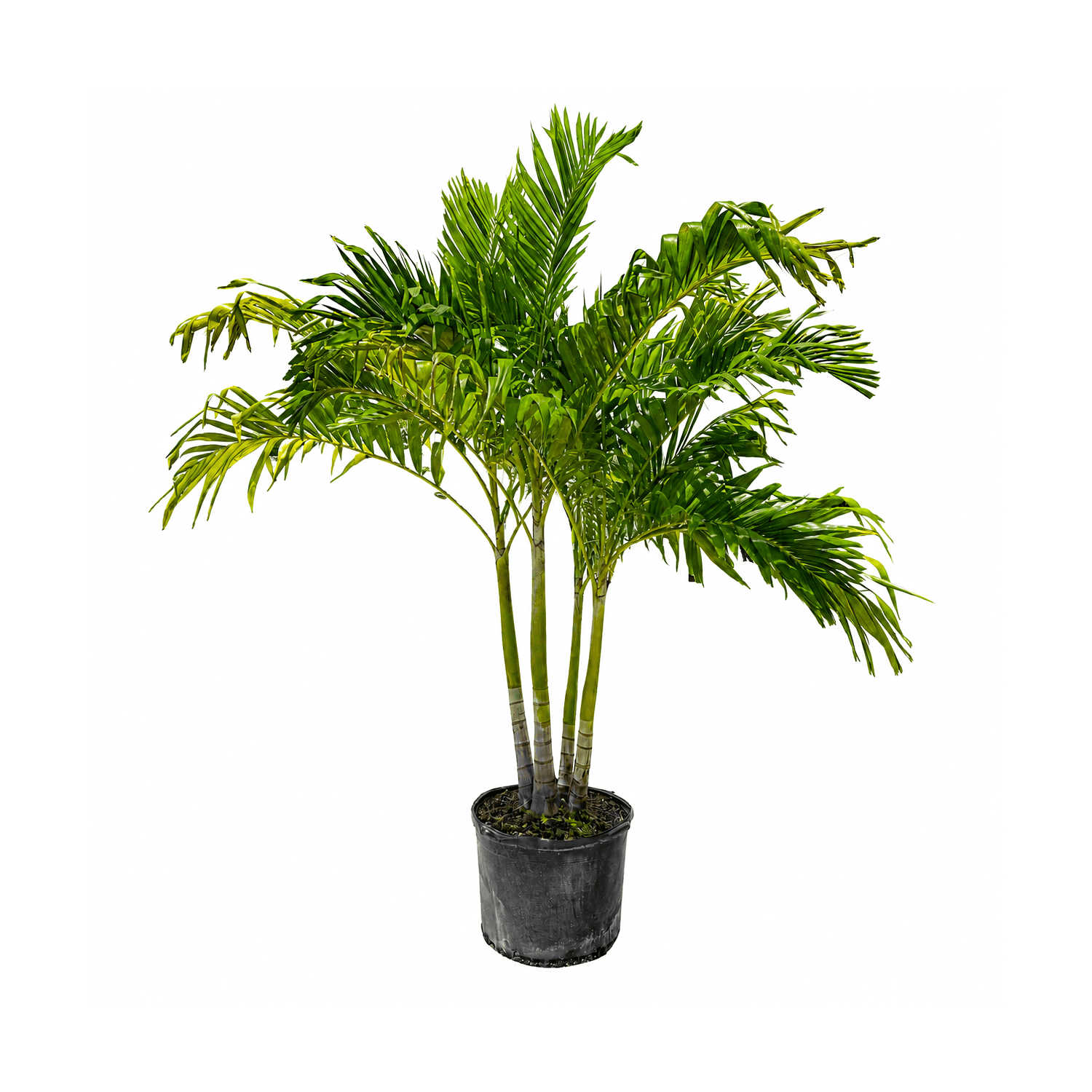 Adonidia Palm