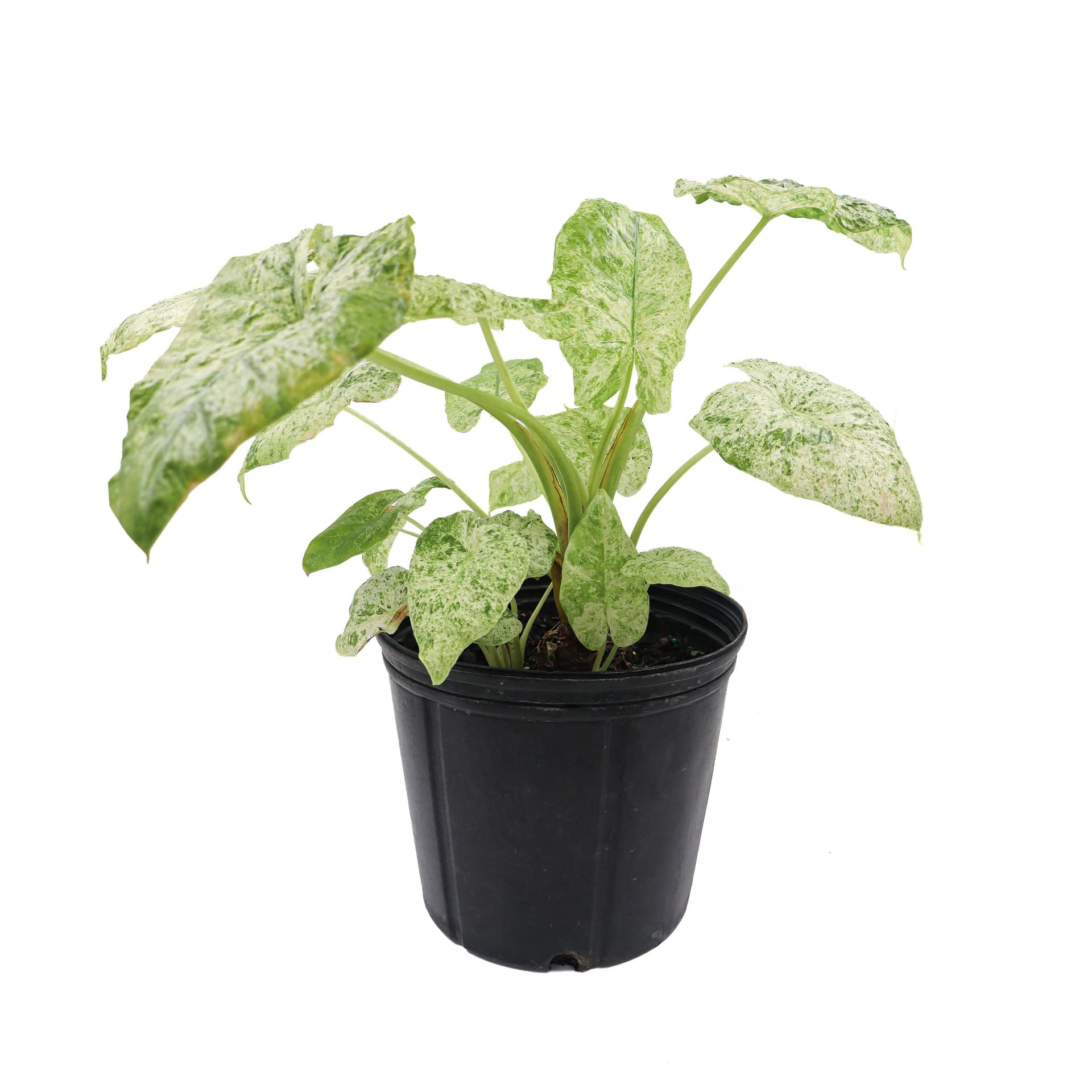 Alocasia Odora Batik​