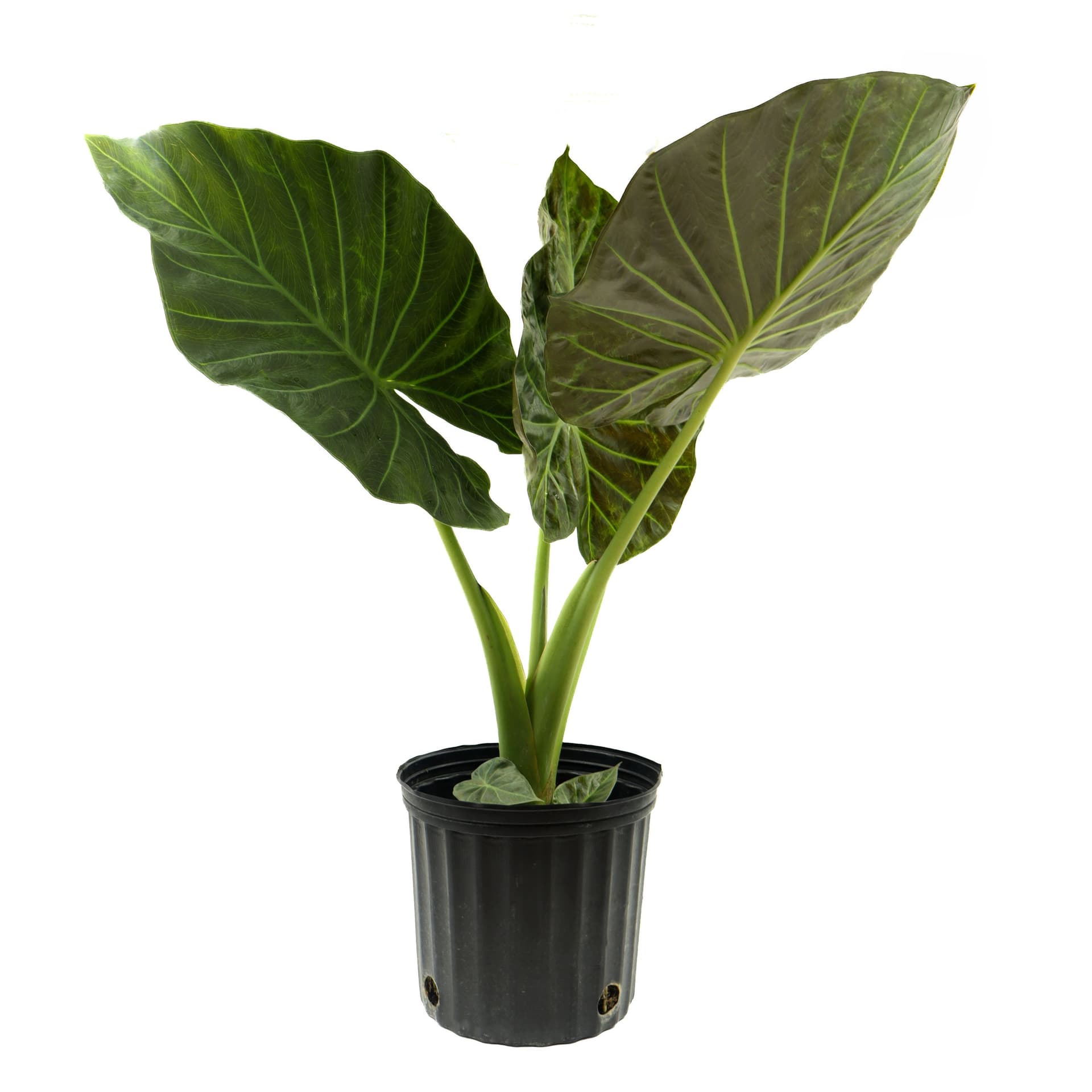 Alocasia Regal Shield​