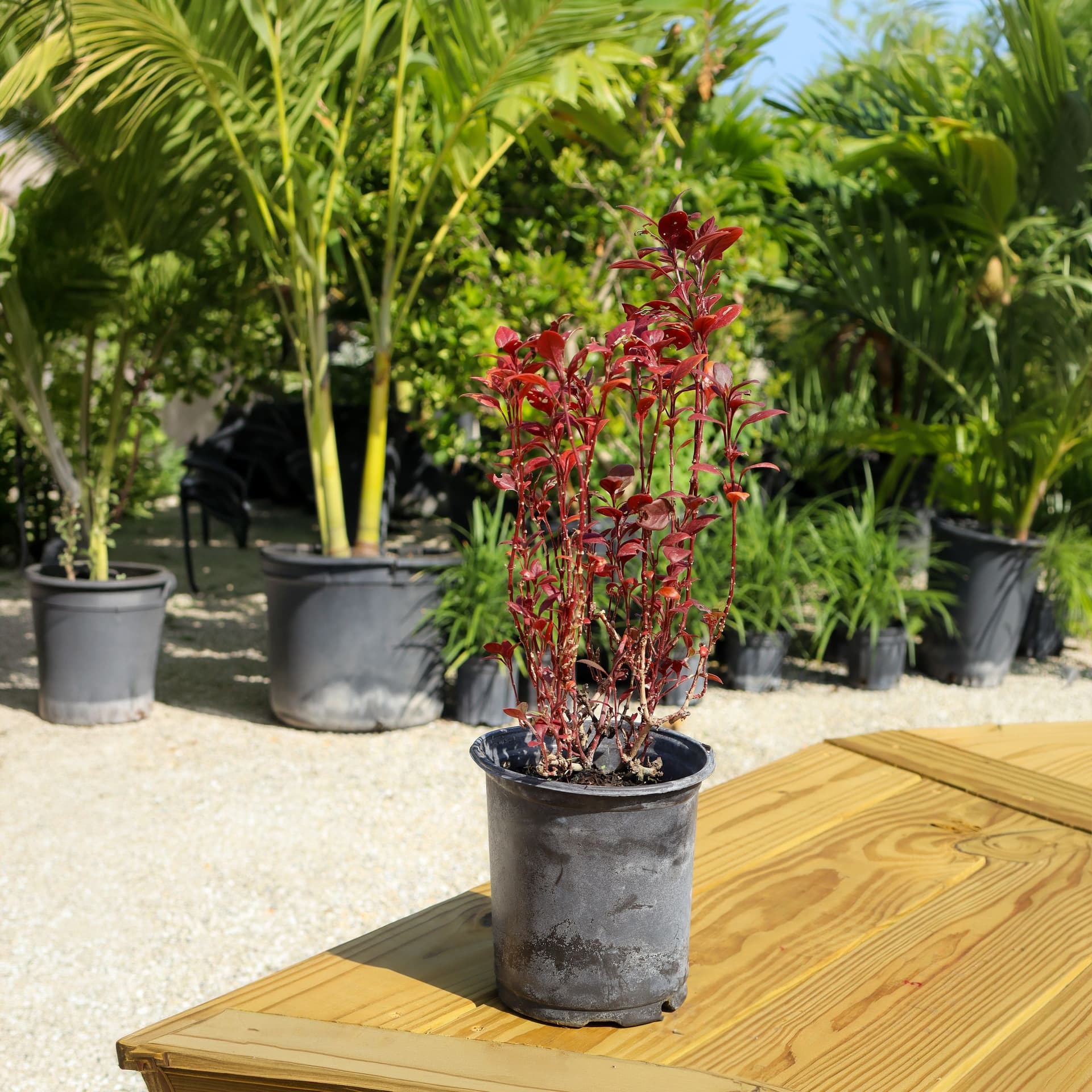 Alternanthera​