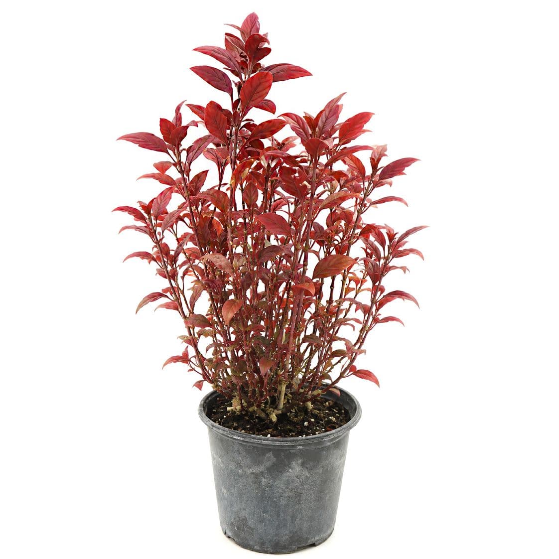 Alternanthera​