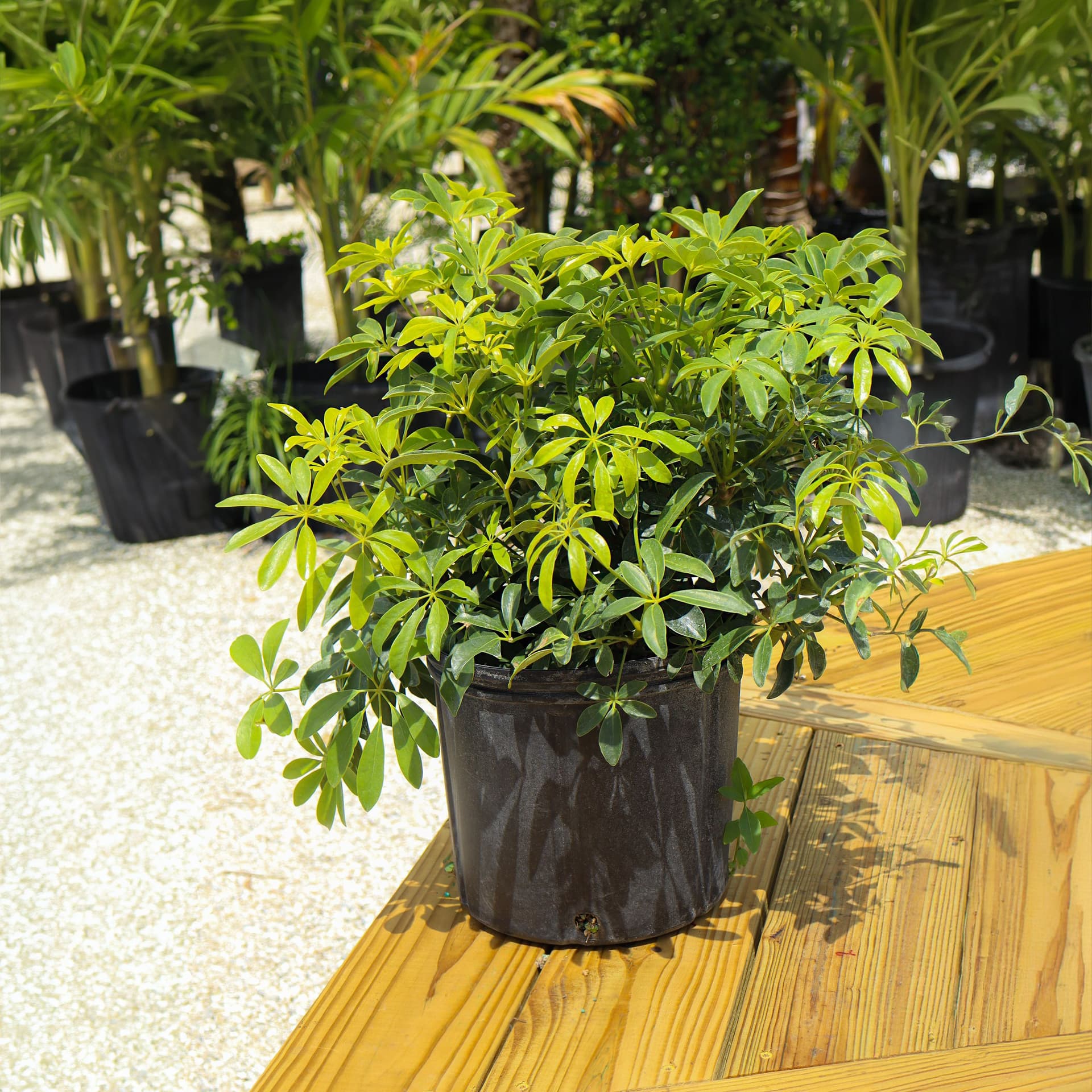 Arboricola