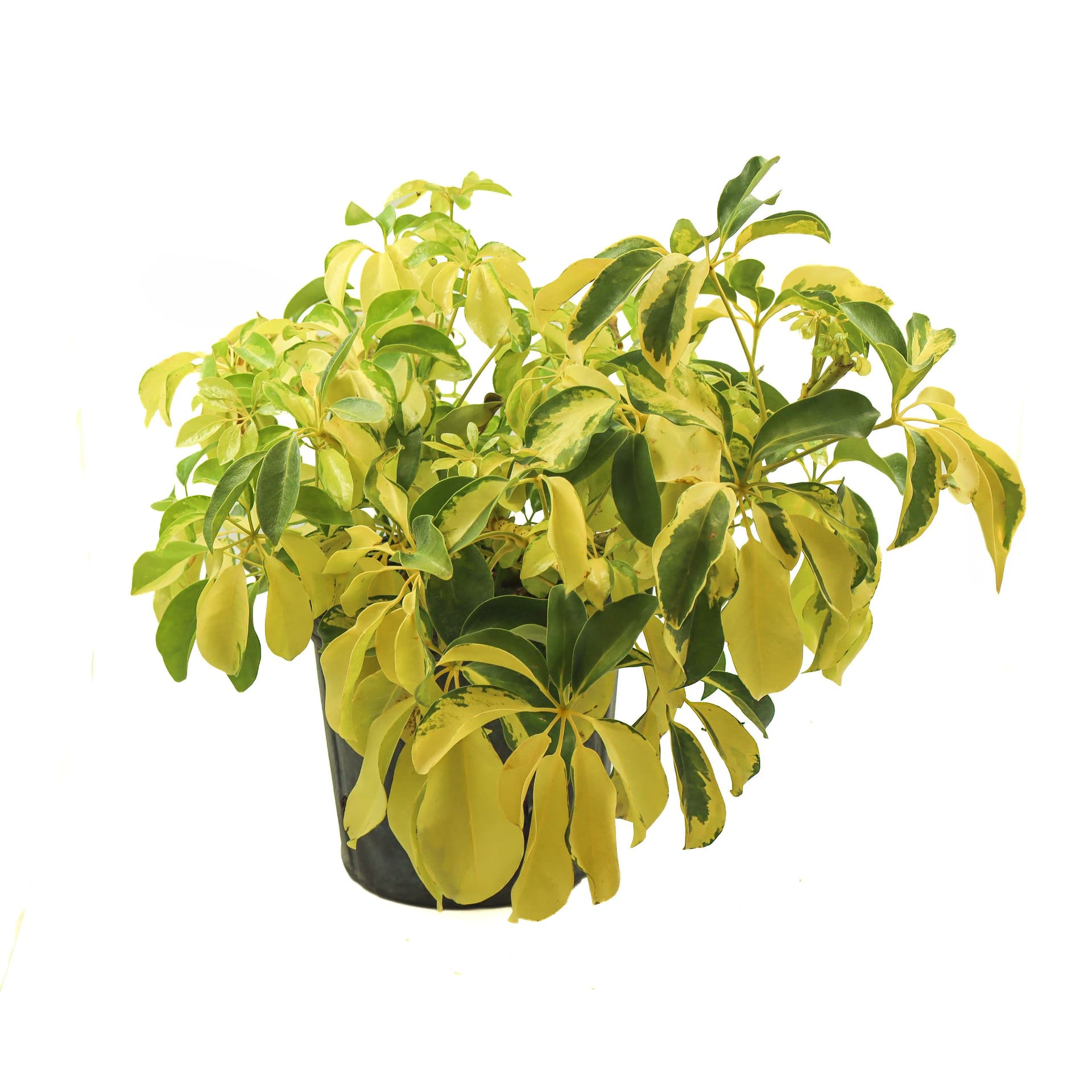 Arboricola Trinette