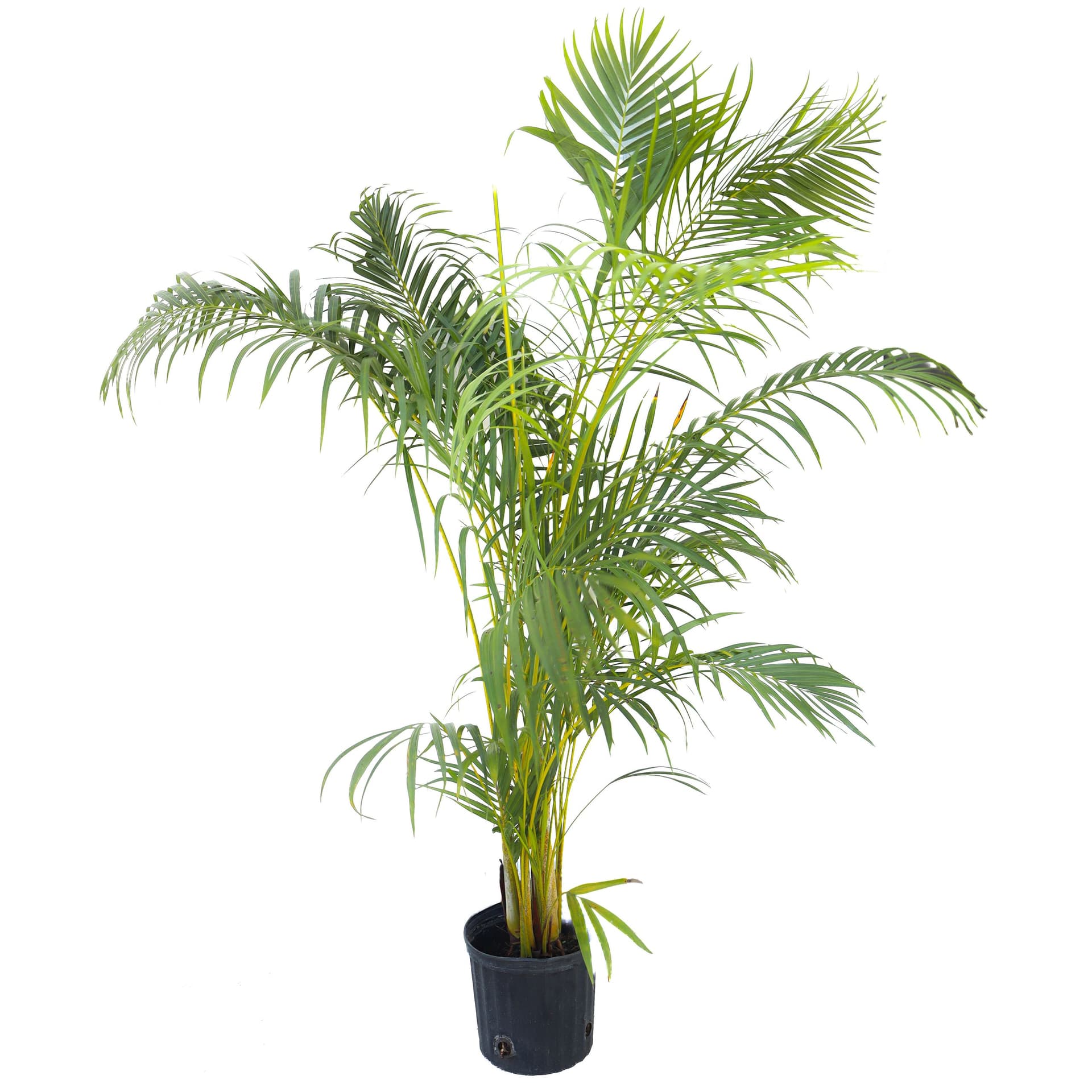 Areca Palm