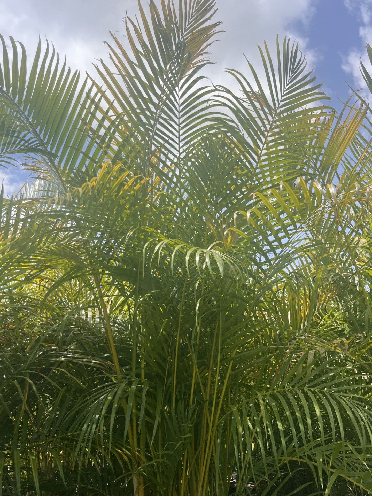 Areca Palm