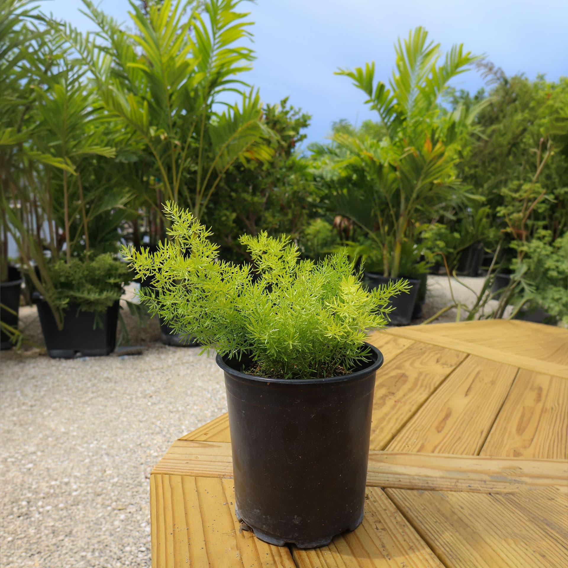Asparagus Fern