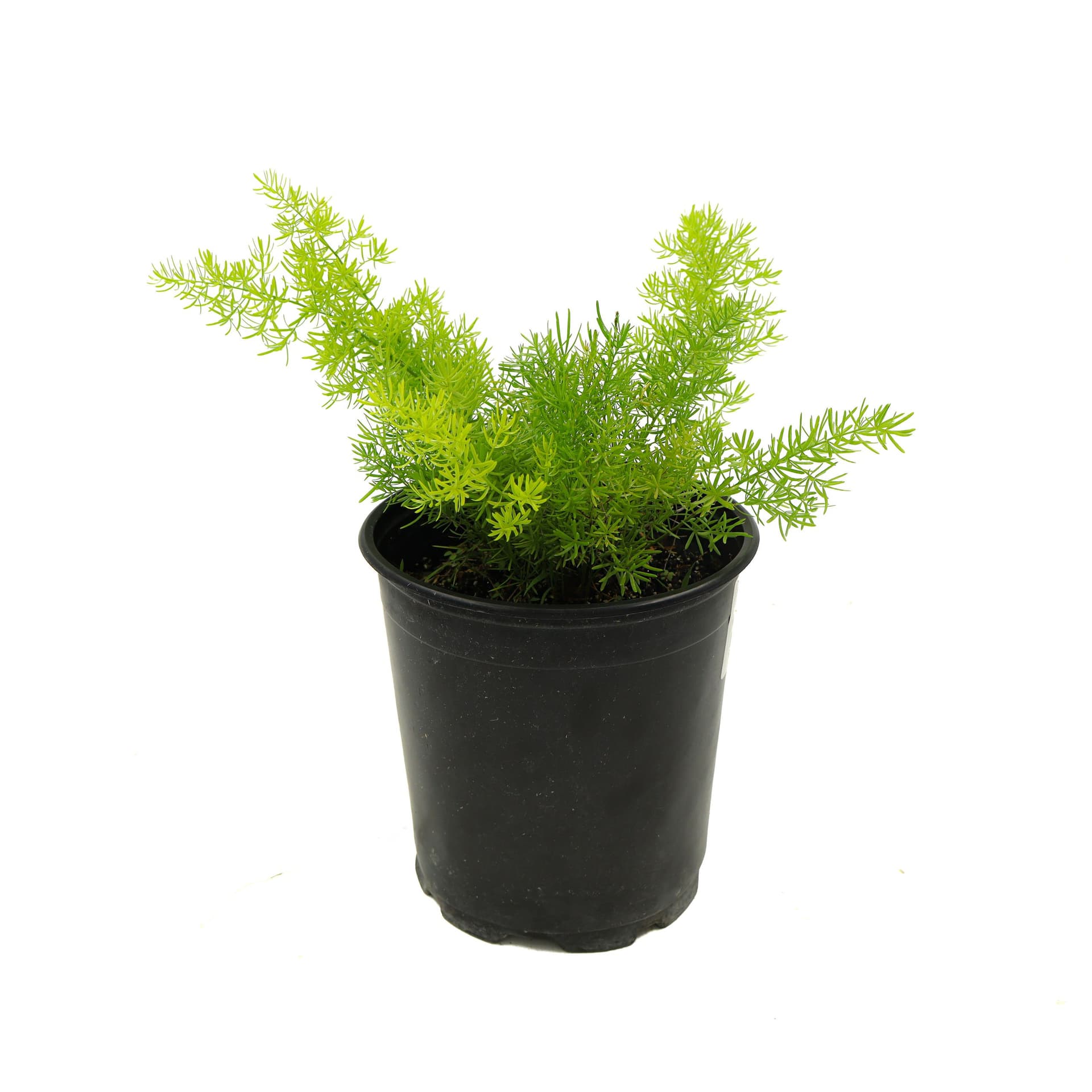 Asparagus Fern