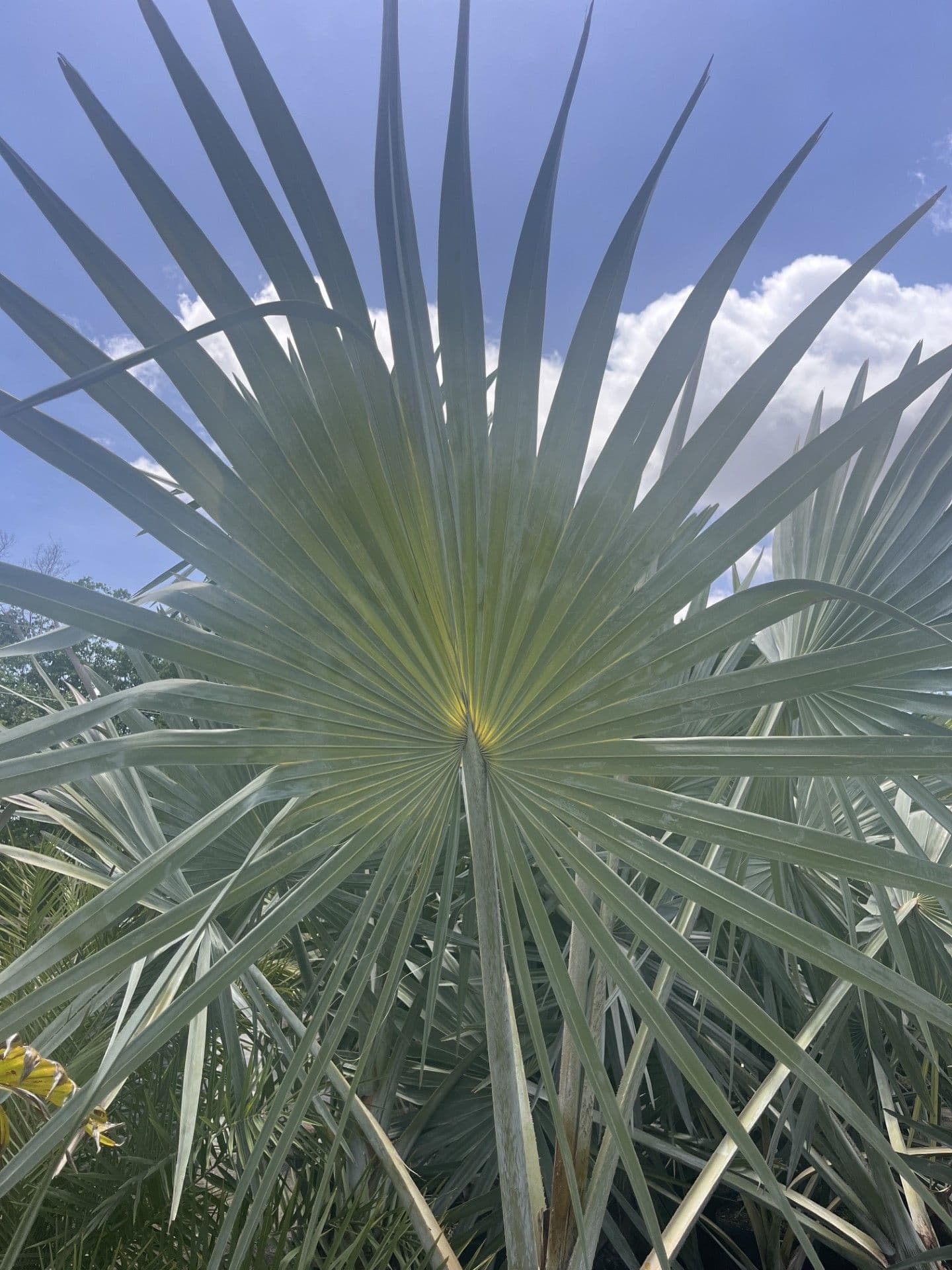 Bismarck Palm