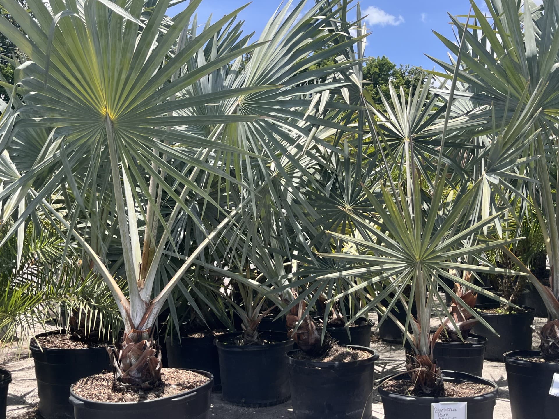 Bismarck Palm, 25 gallon