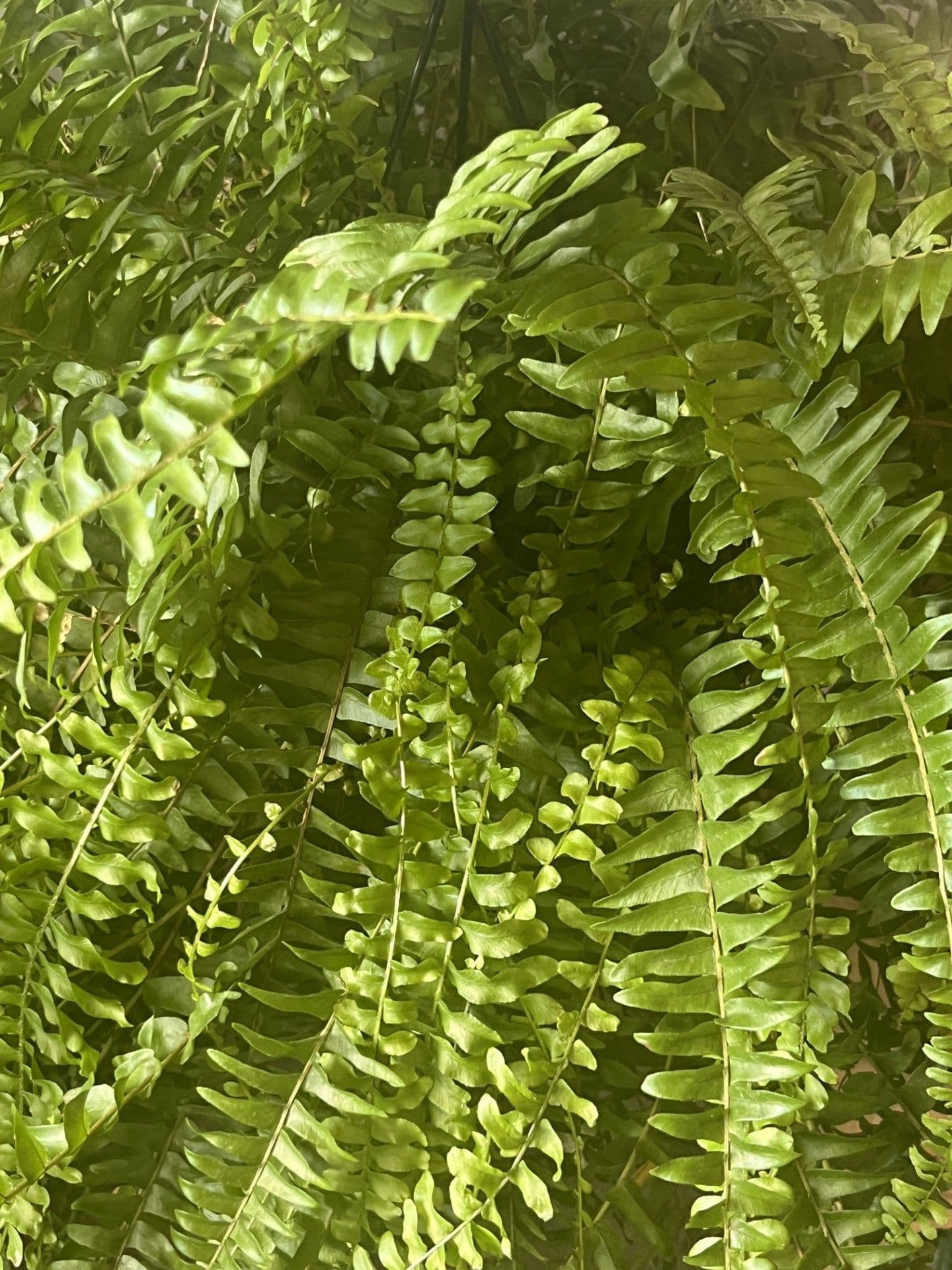 Boston Fern
