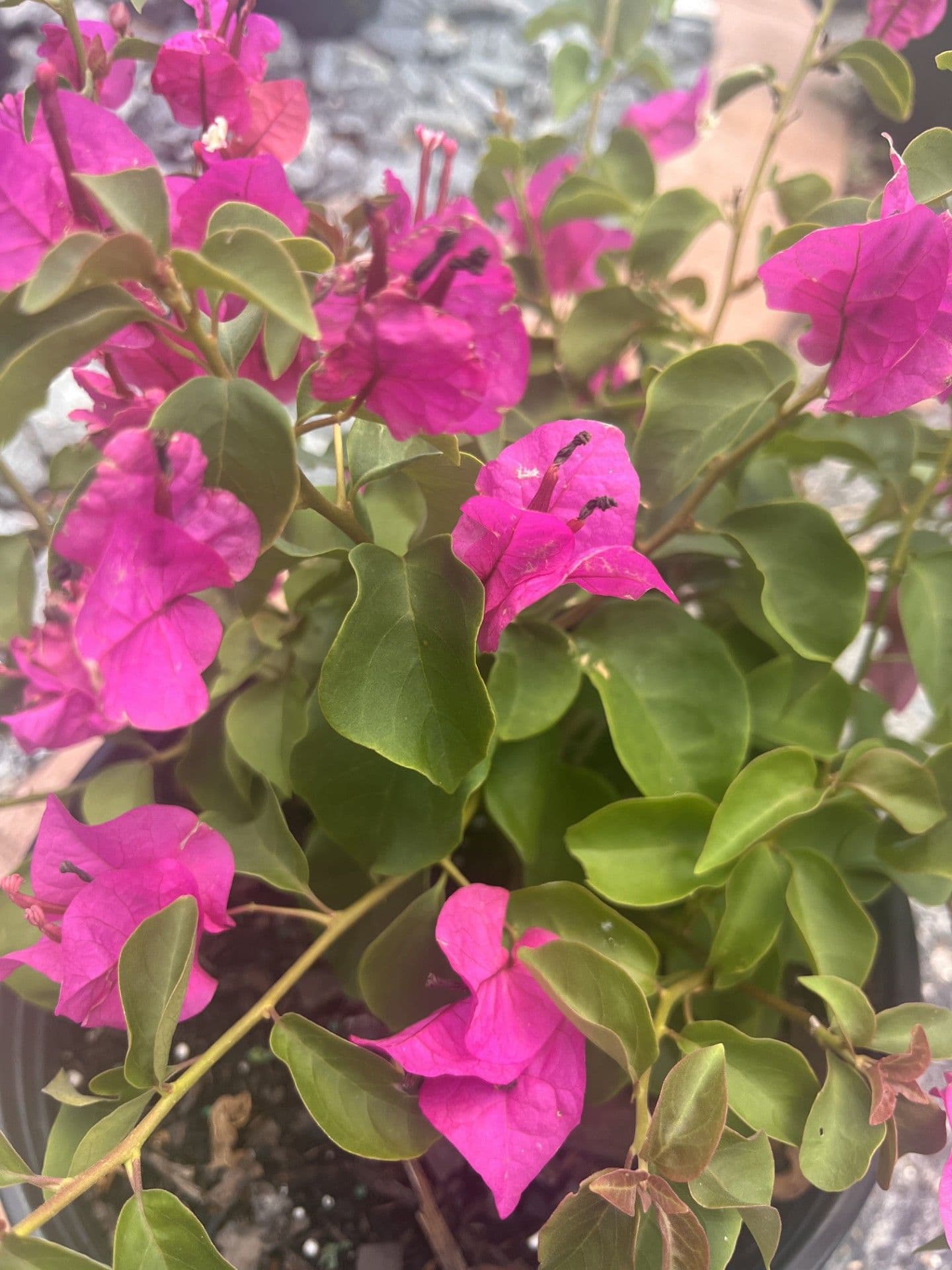 Bougainvillea