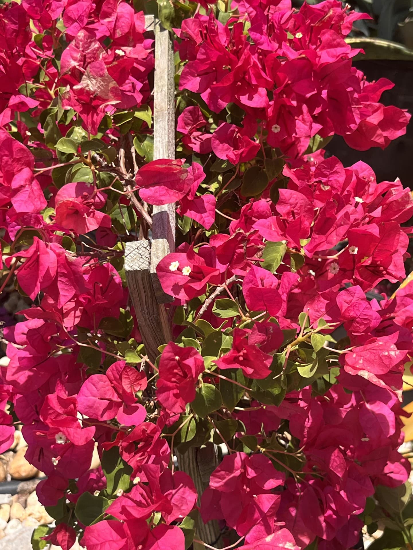 Tropical & Flowers