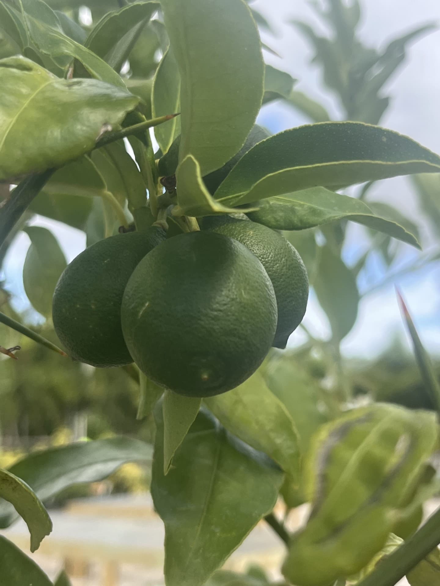 Citrus & Fruit