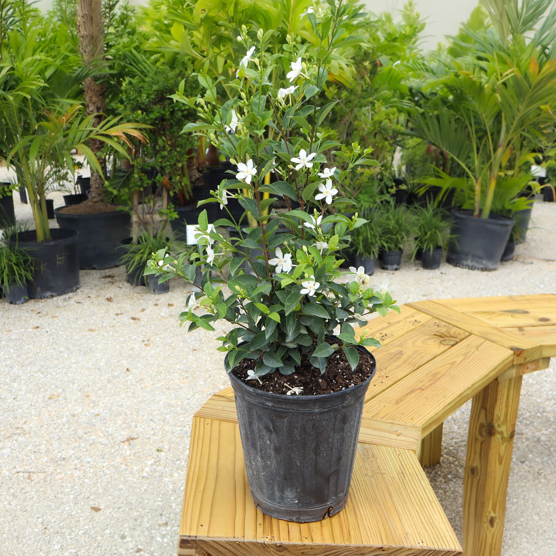 Confederate Jasmine