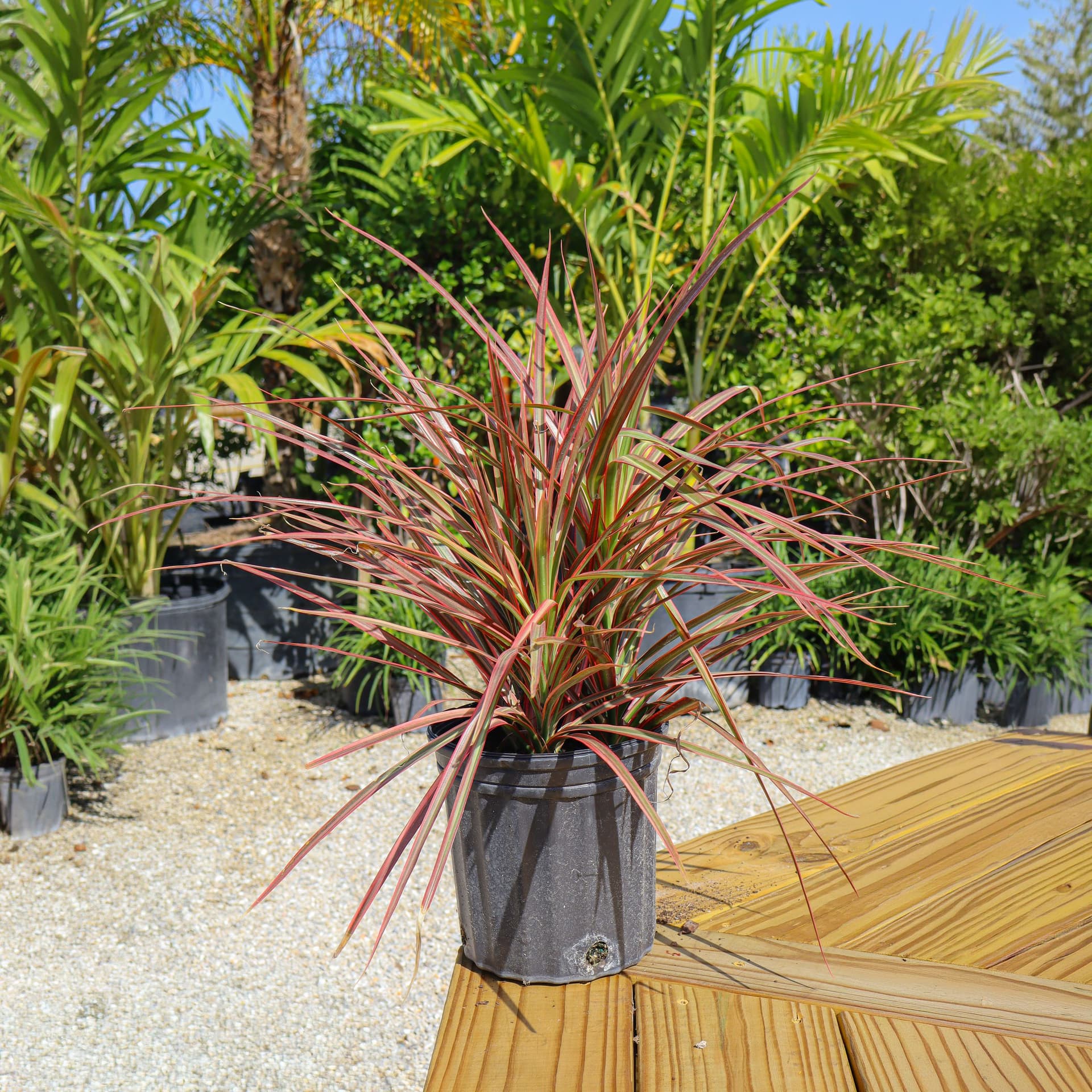 Cordyline Florida