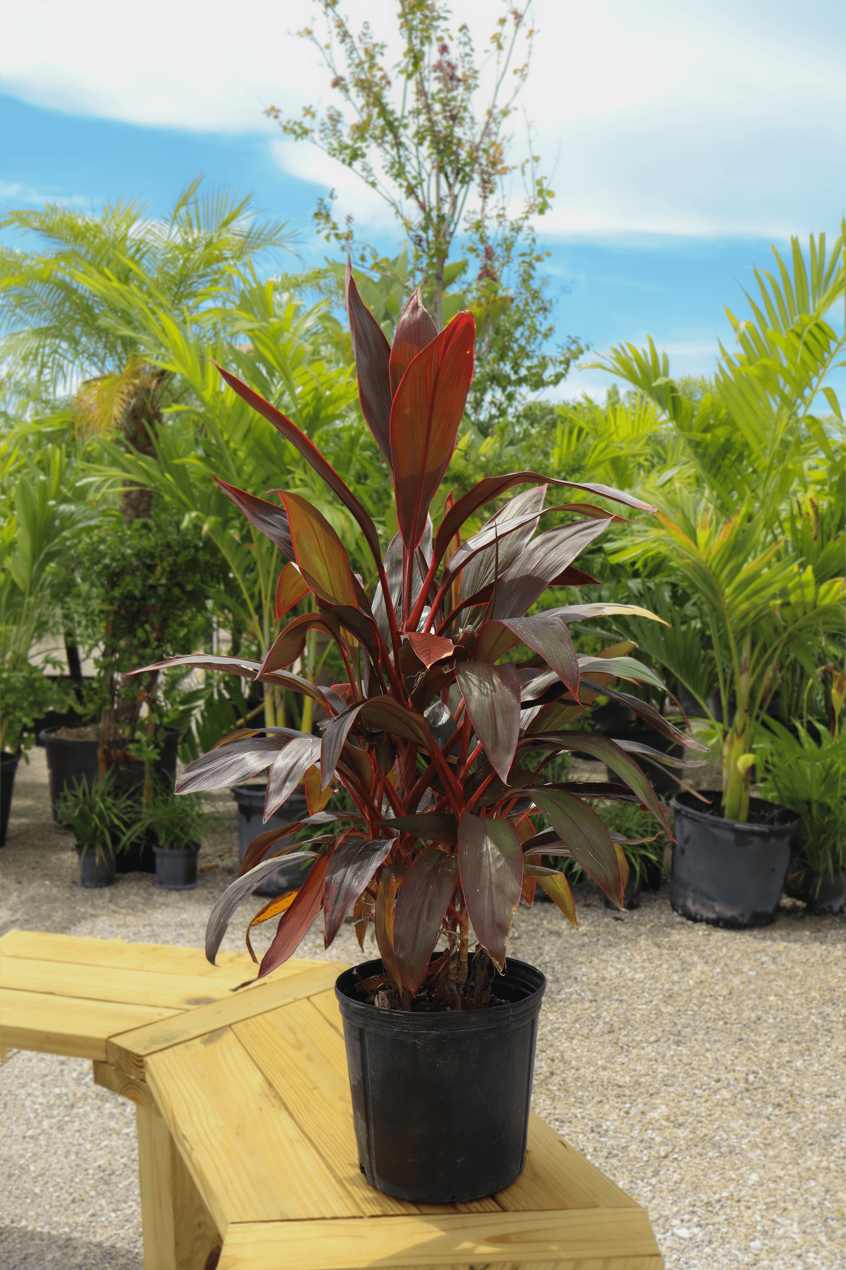 Cordyline Red