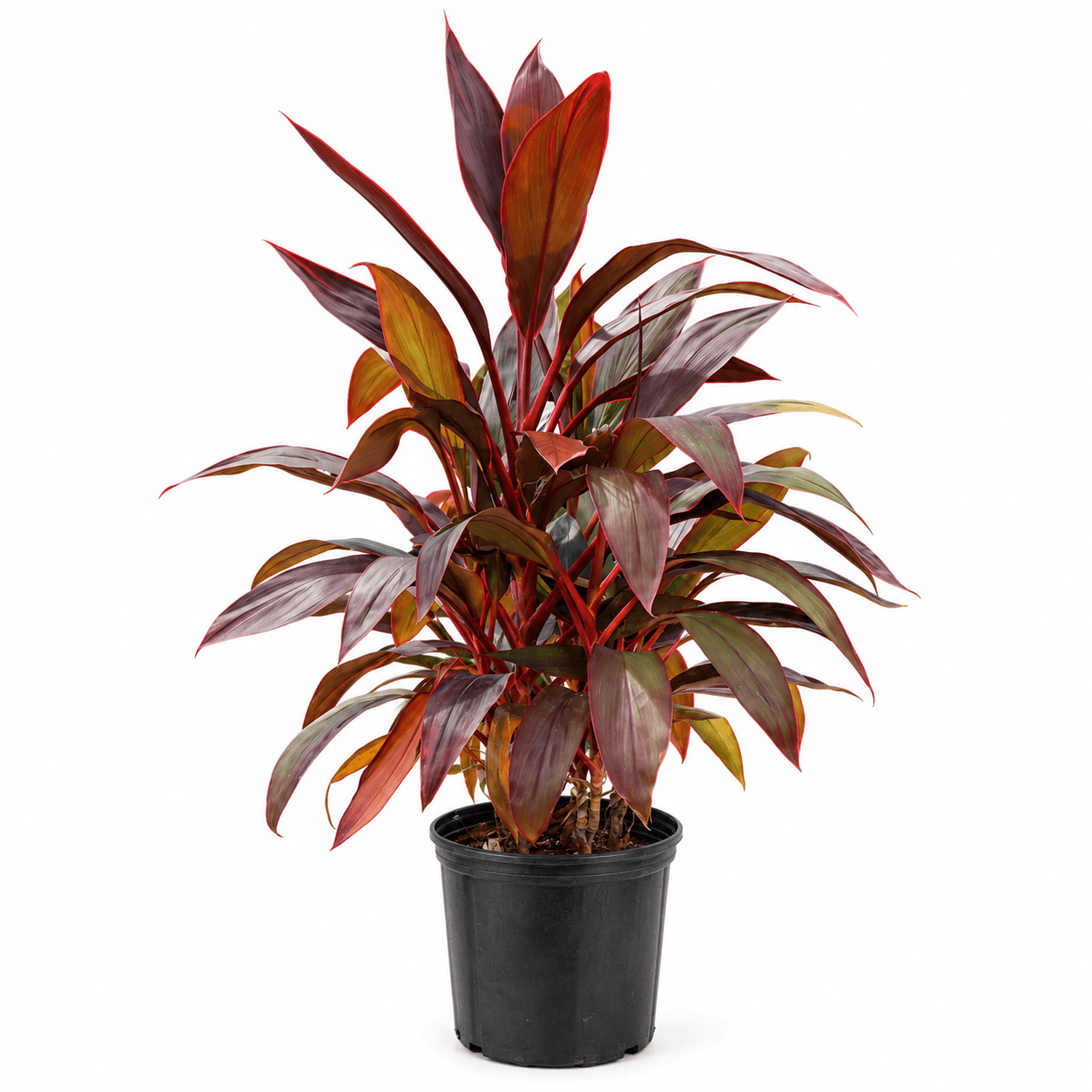 Cordyline Red