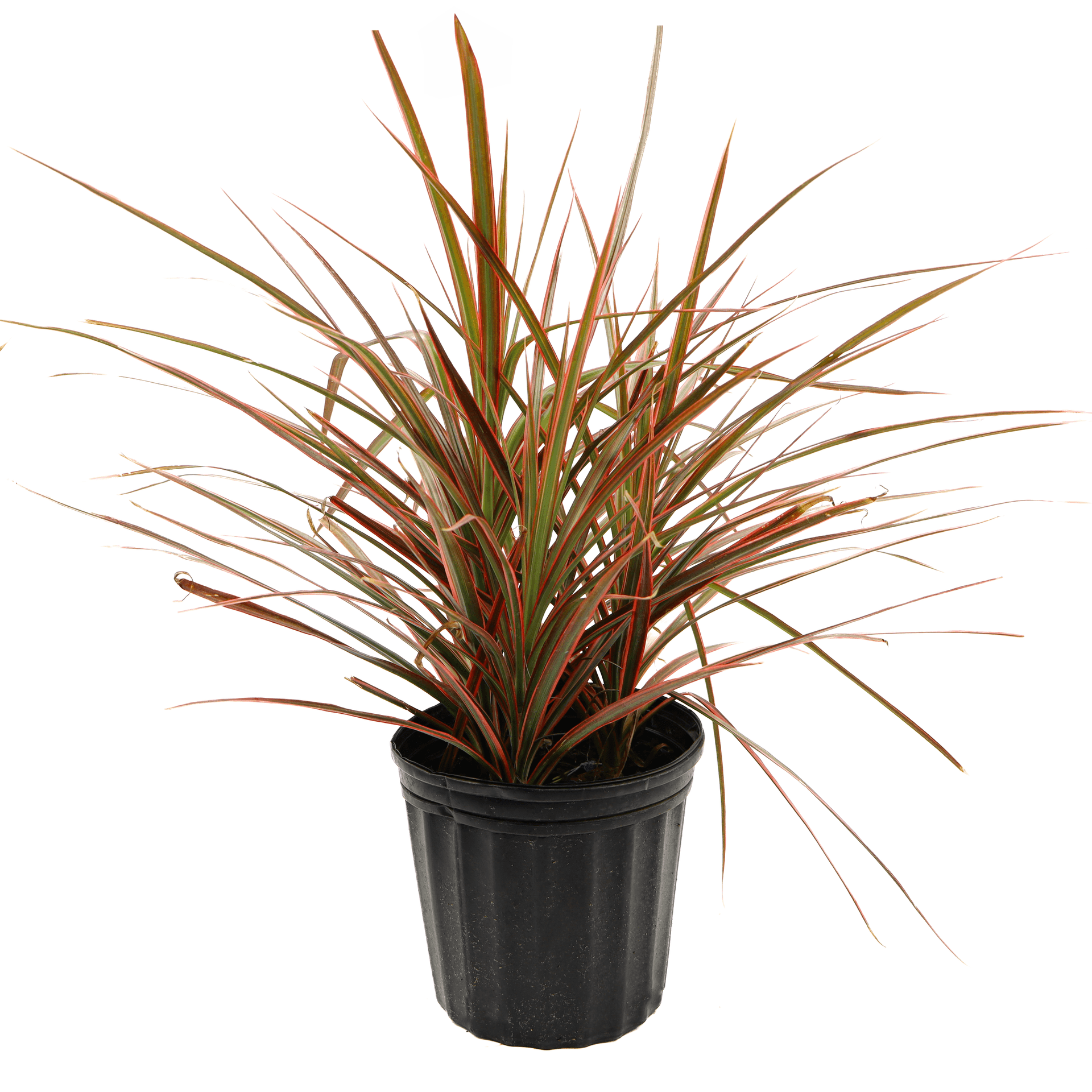 Cordyline