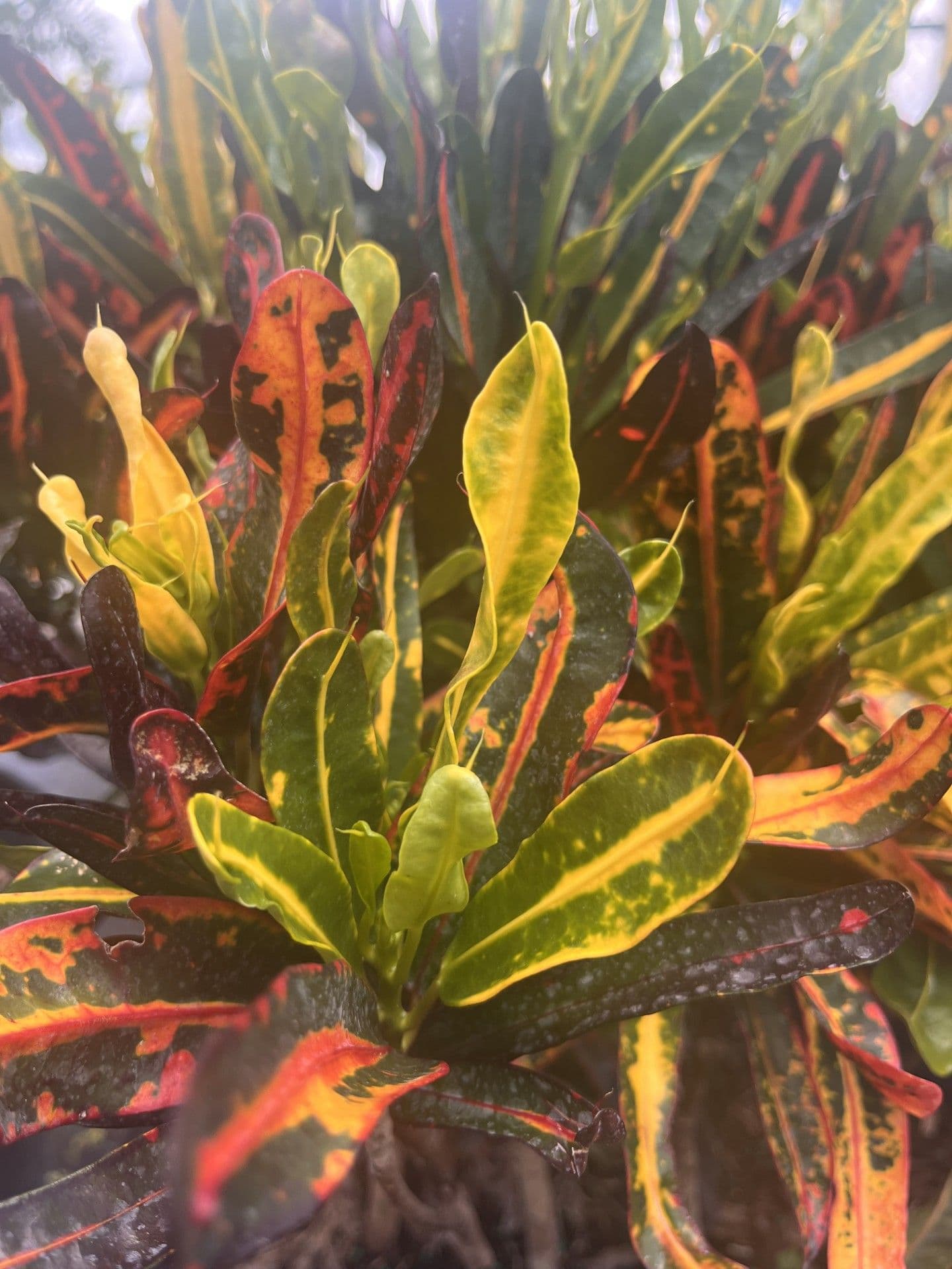 Croton 'Mammy'