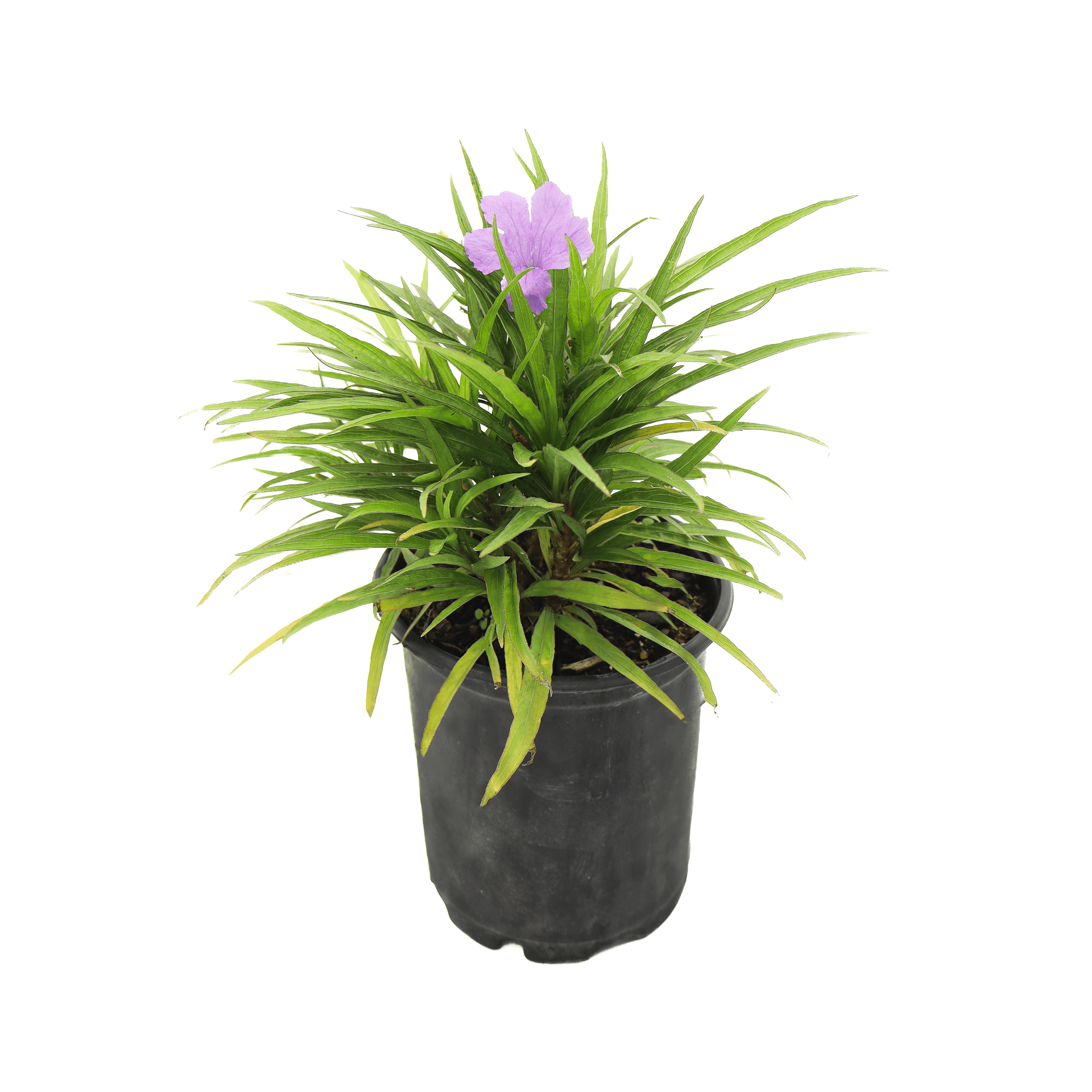 Dwarf Ruellia