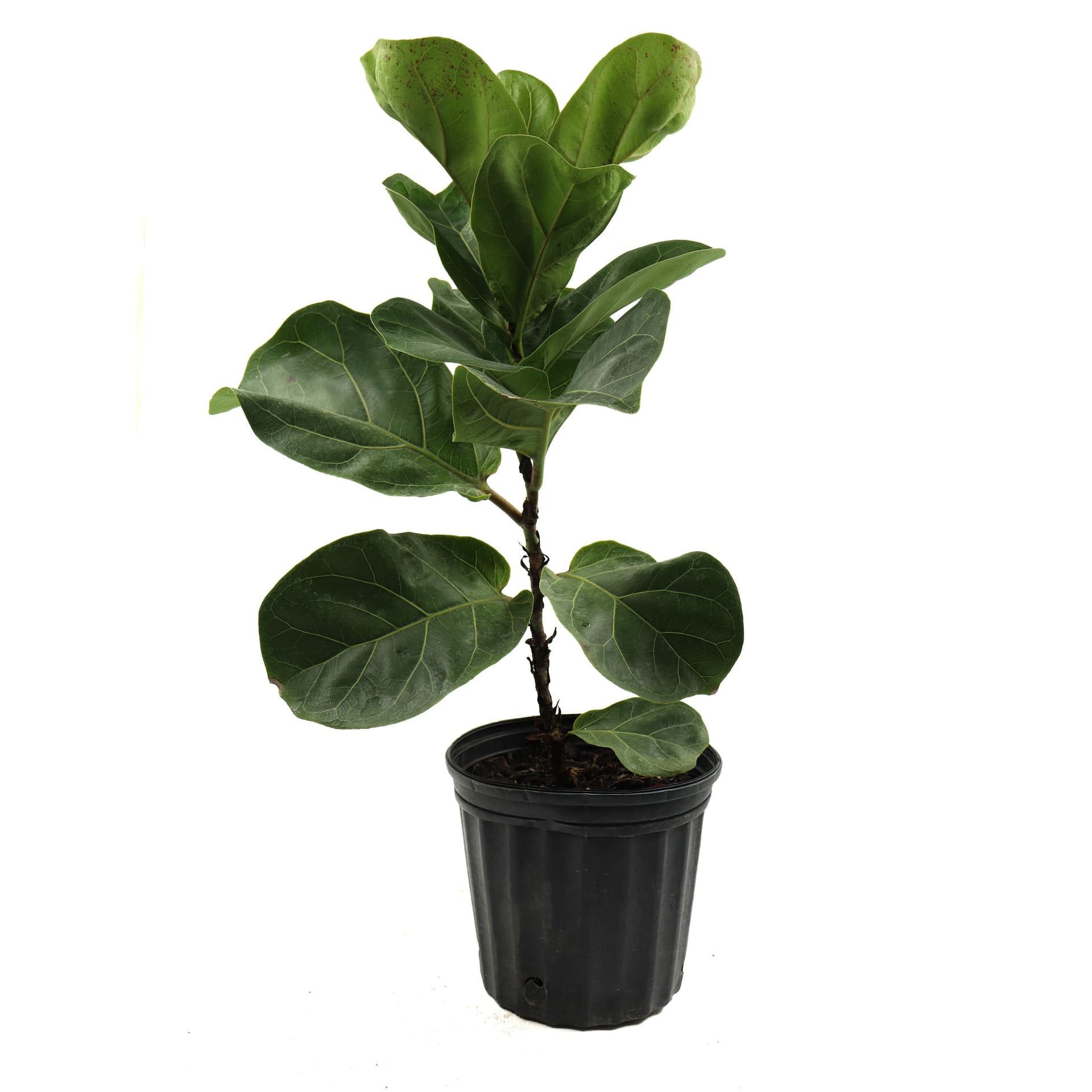 Fiddle Leaf Fig