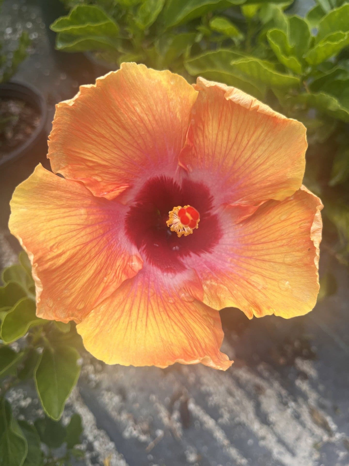 Hibiscus 'Fiesta'