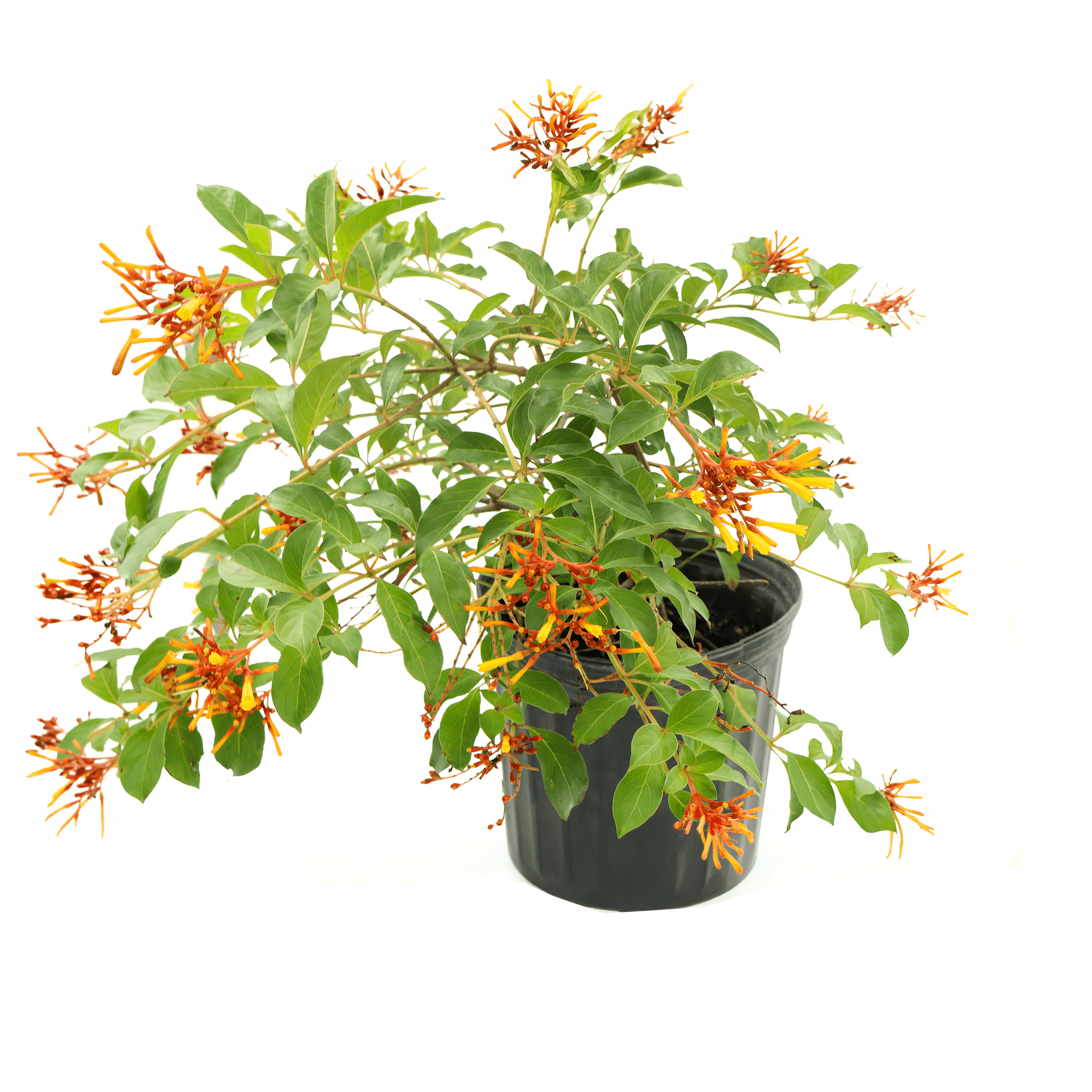 Firebush