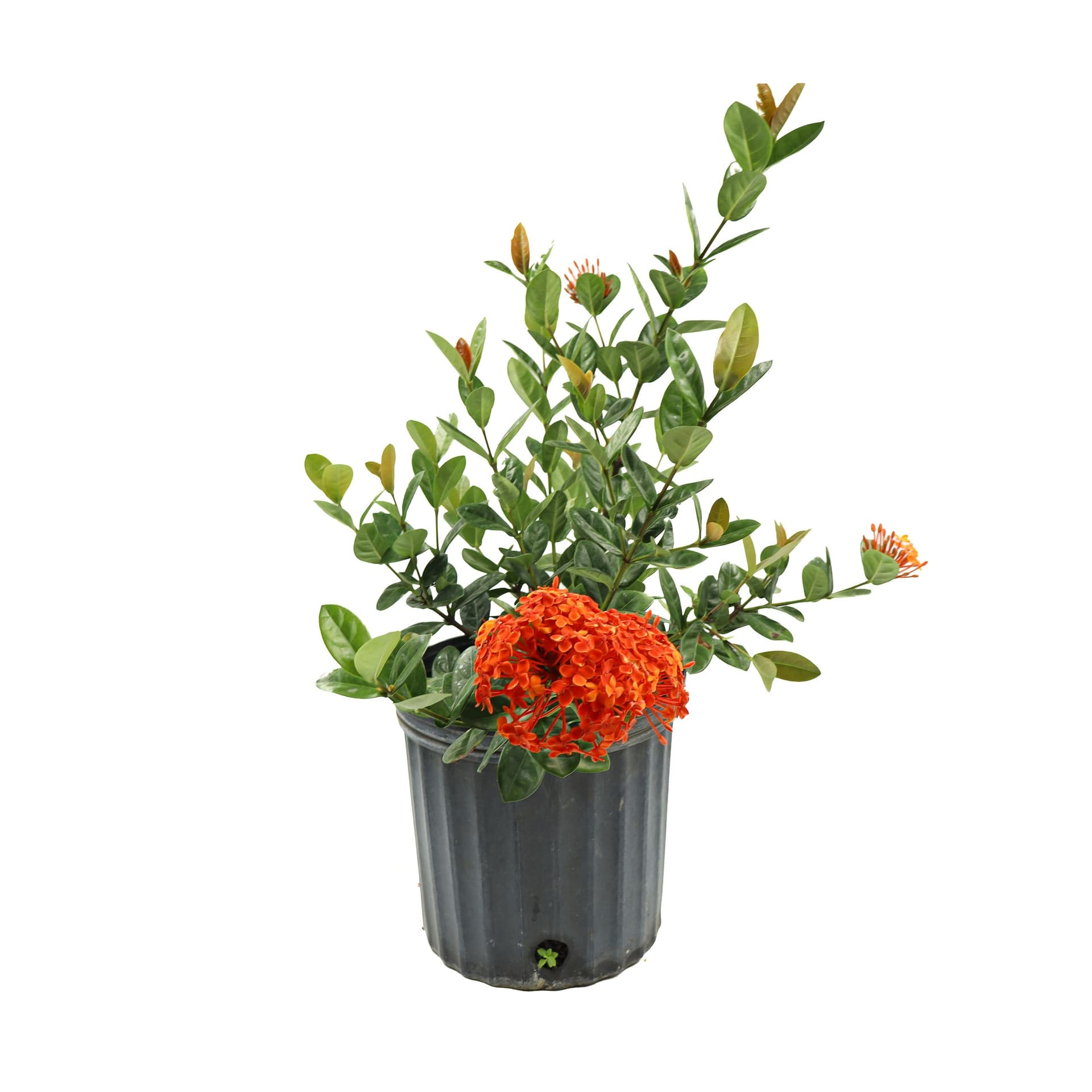Ixora nora