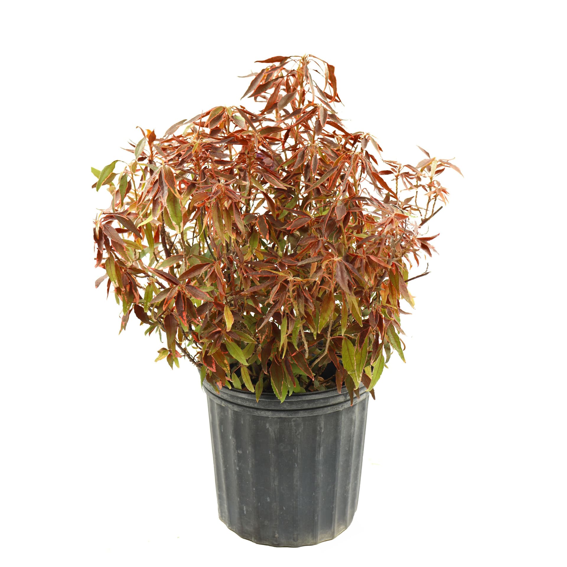 Red Copper Leaf