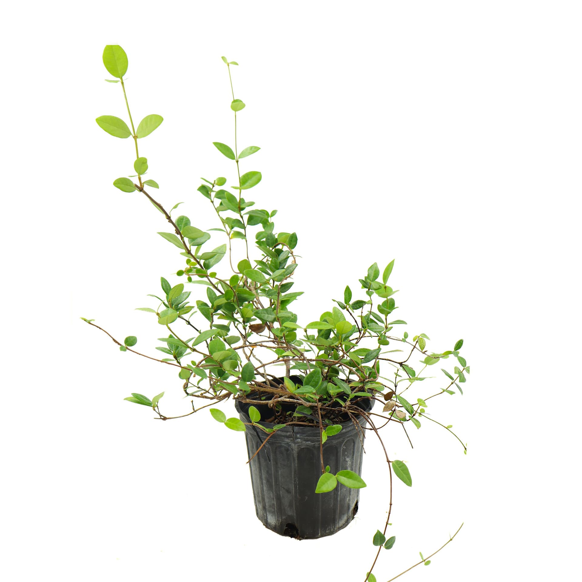 Jasmine Minima