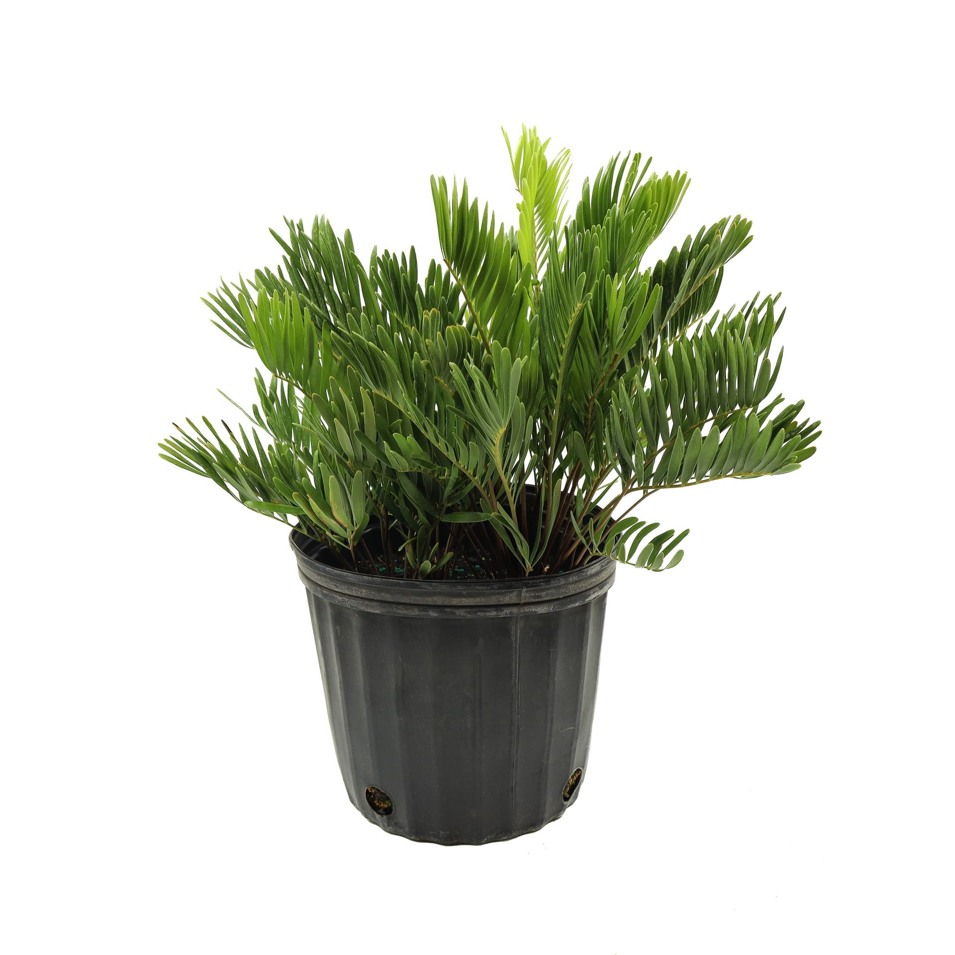 Coontie