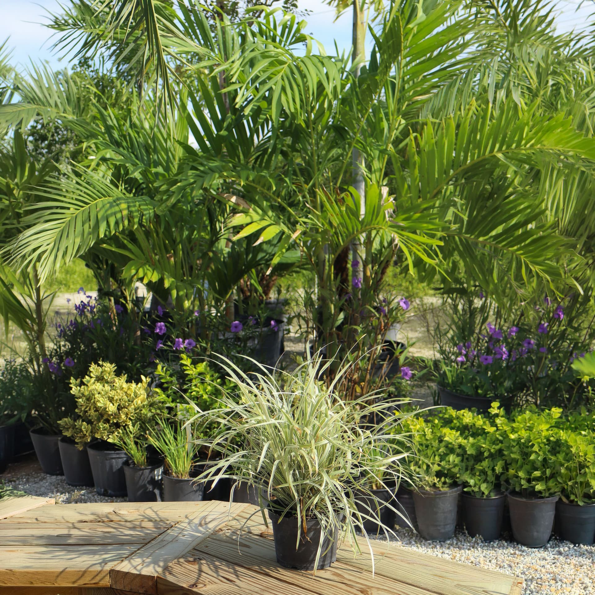 Liriope Variegated