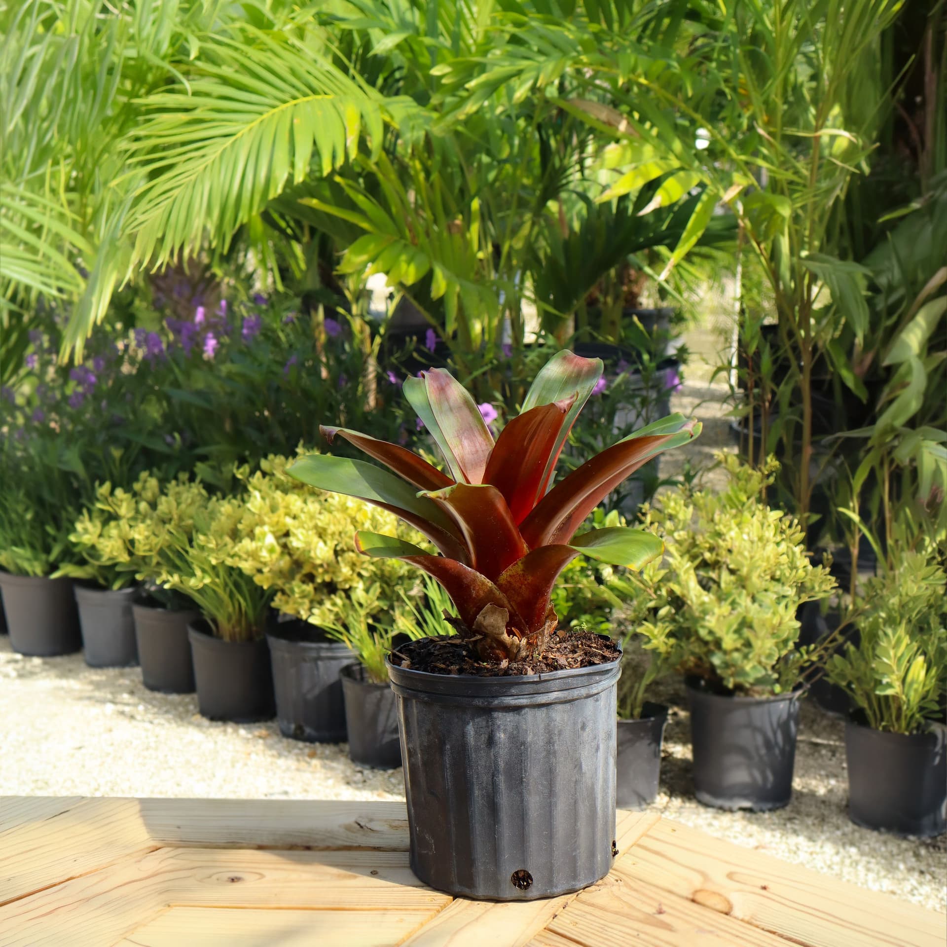 Bromeliad