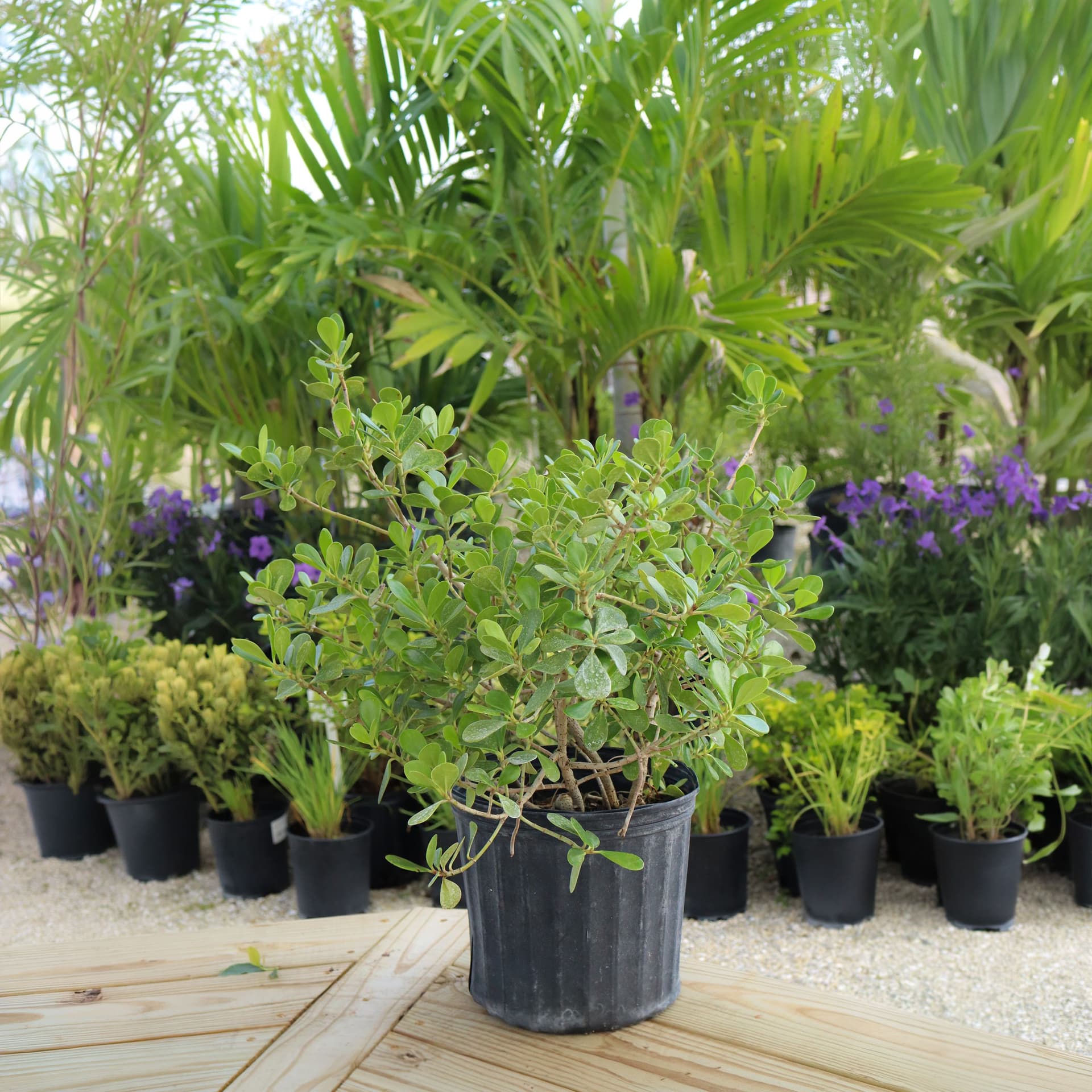 Coco Plum